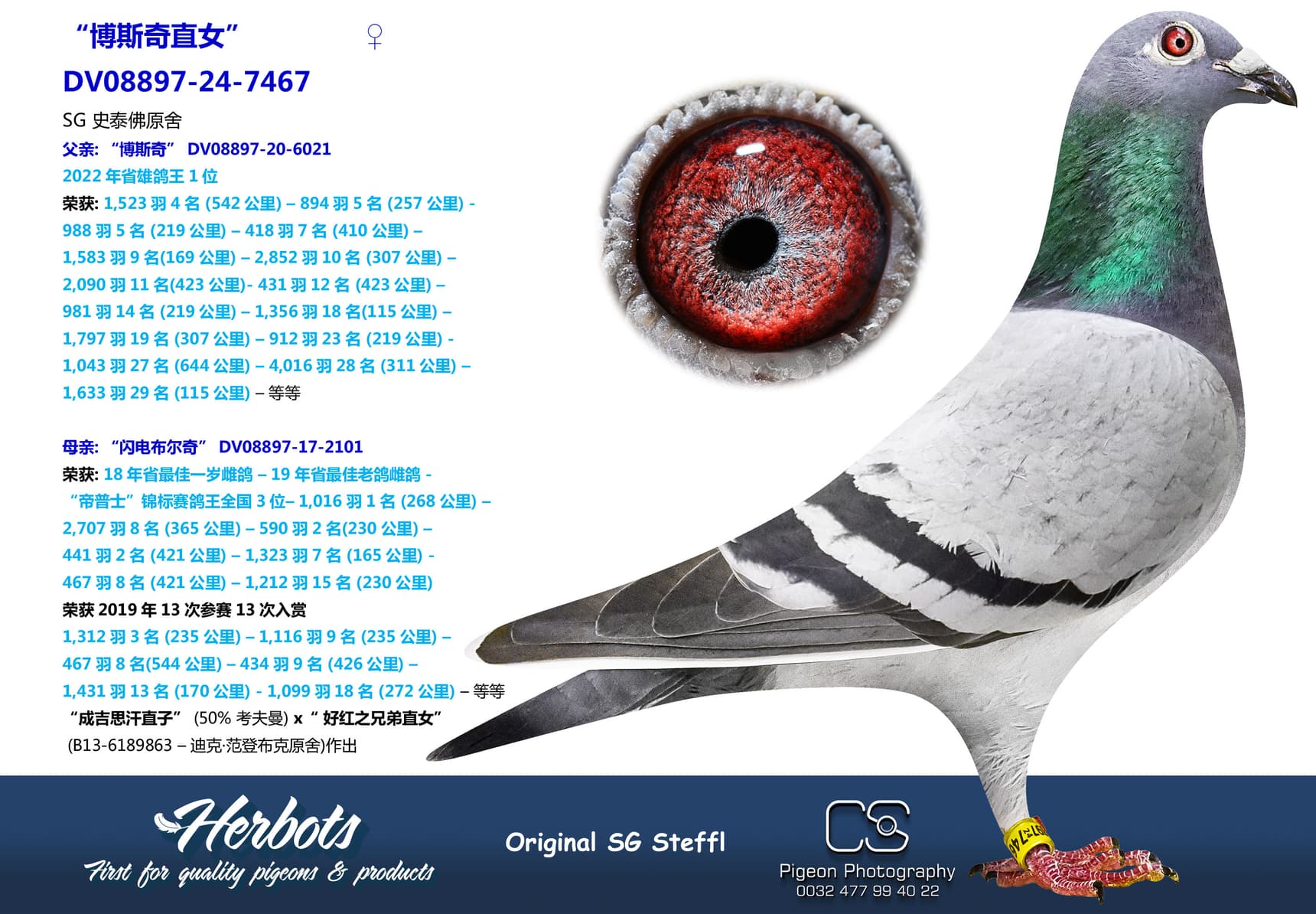 pigeon: undefined
