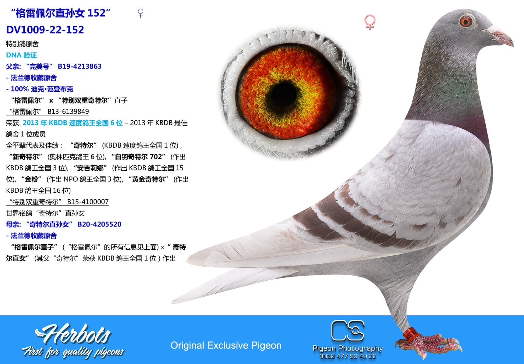 pigeon: undefined