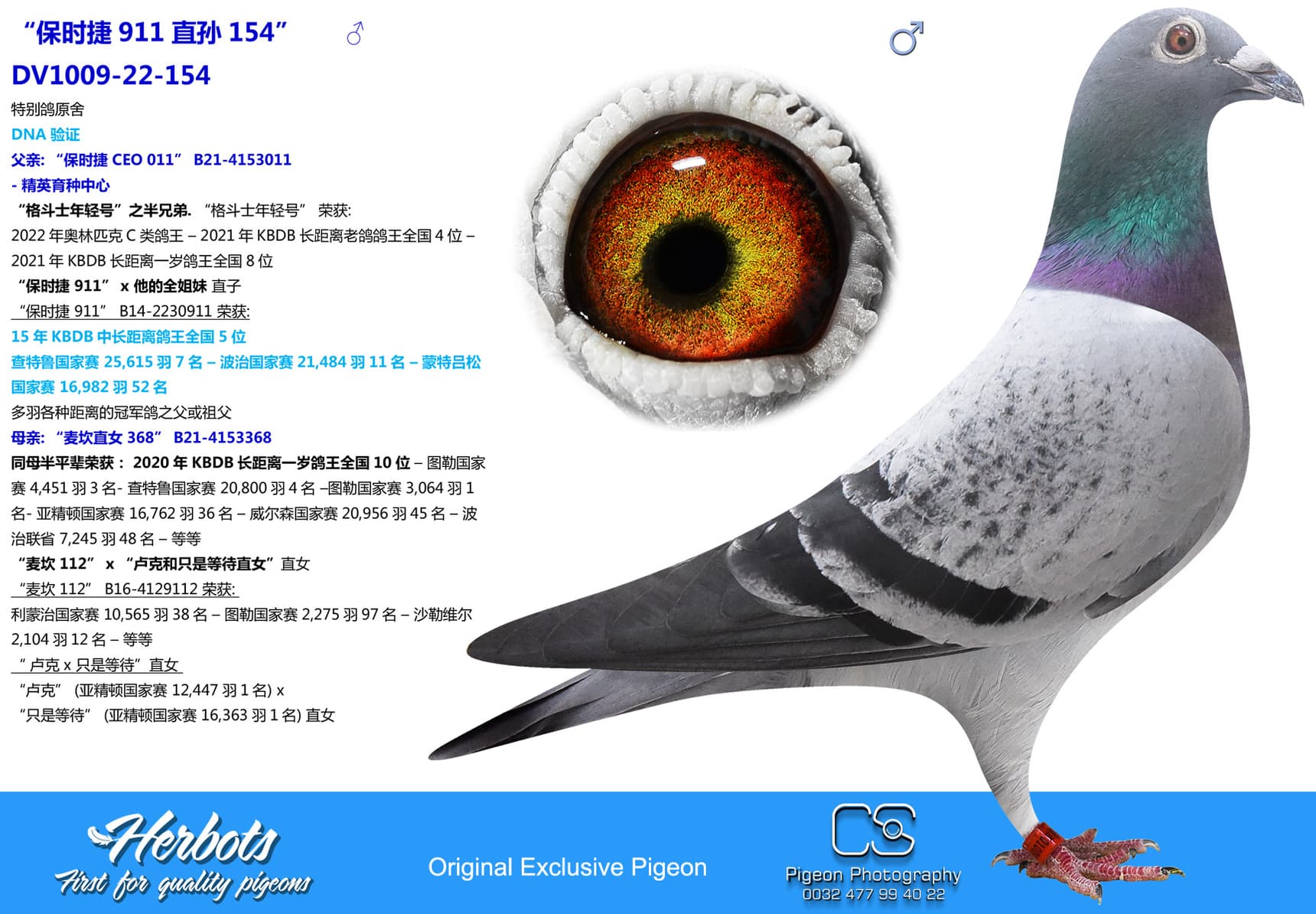 pigeon: undefined