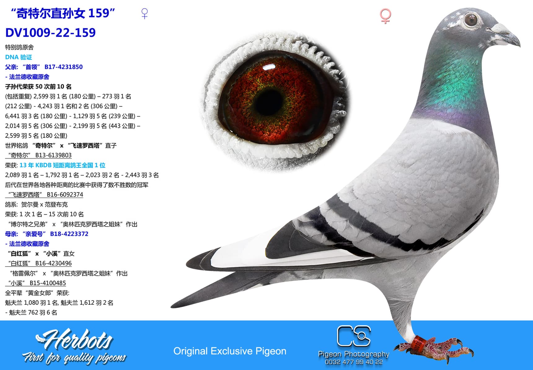 pigeon: undefined