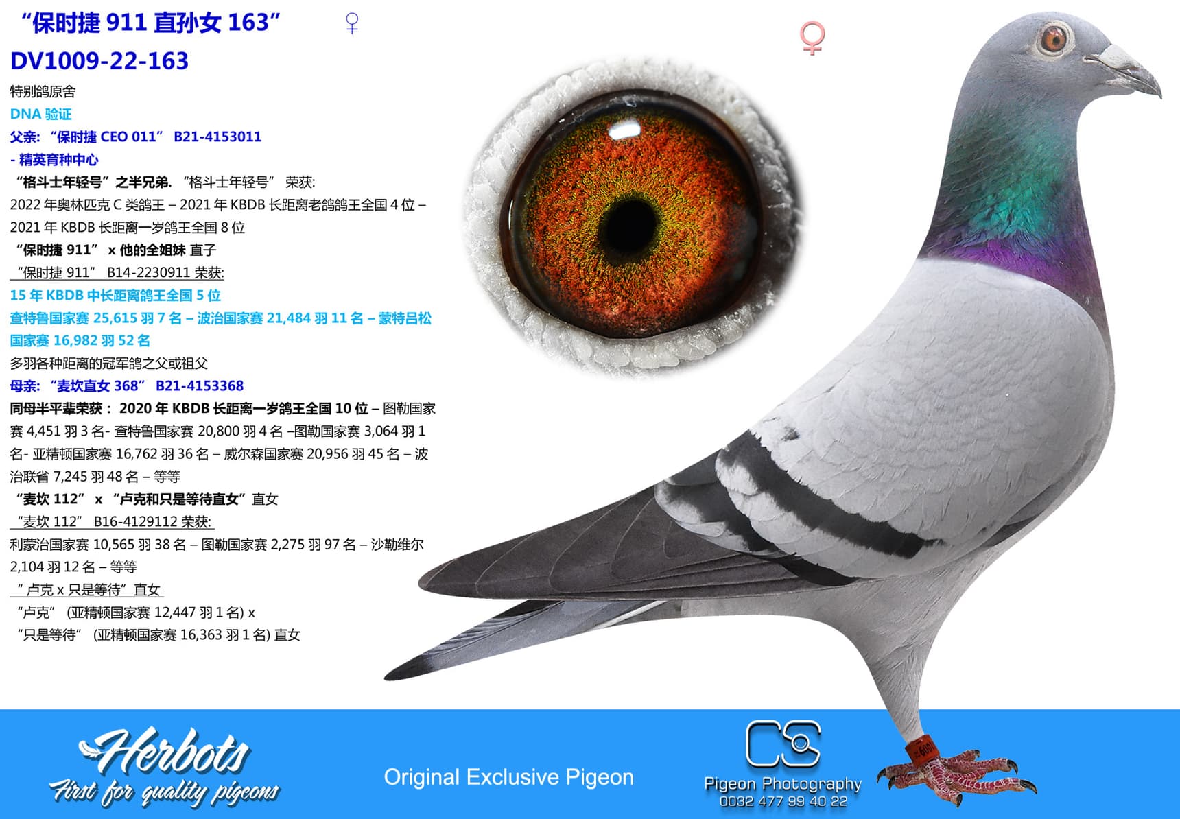 pigeon: undefined