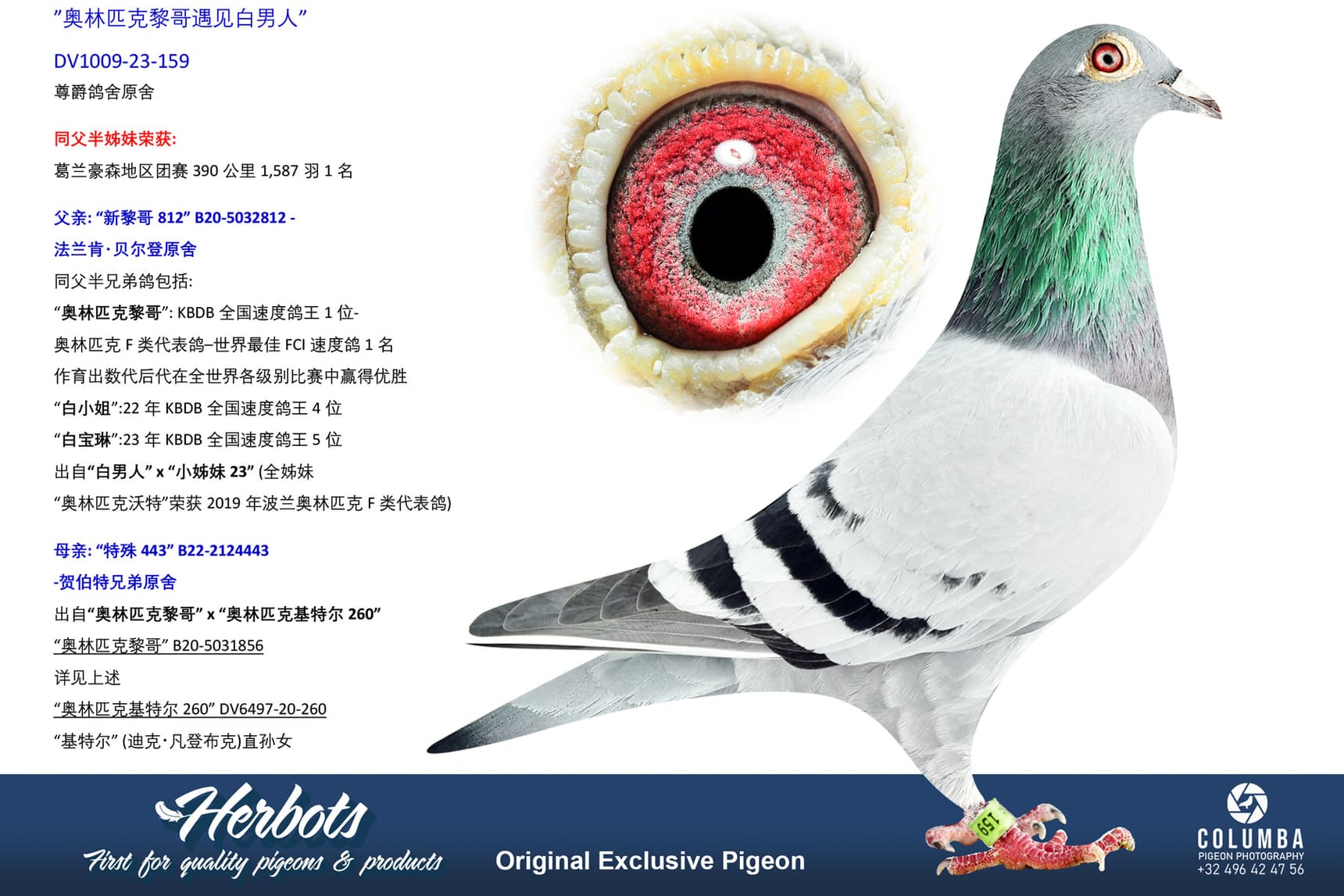 pigeon: undefined