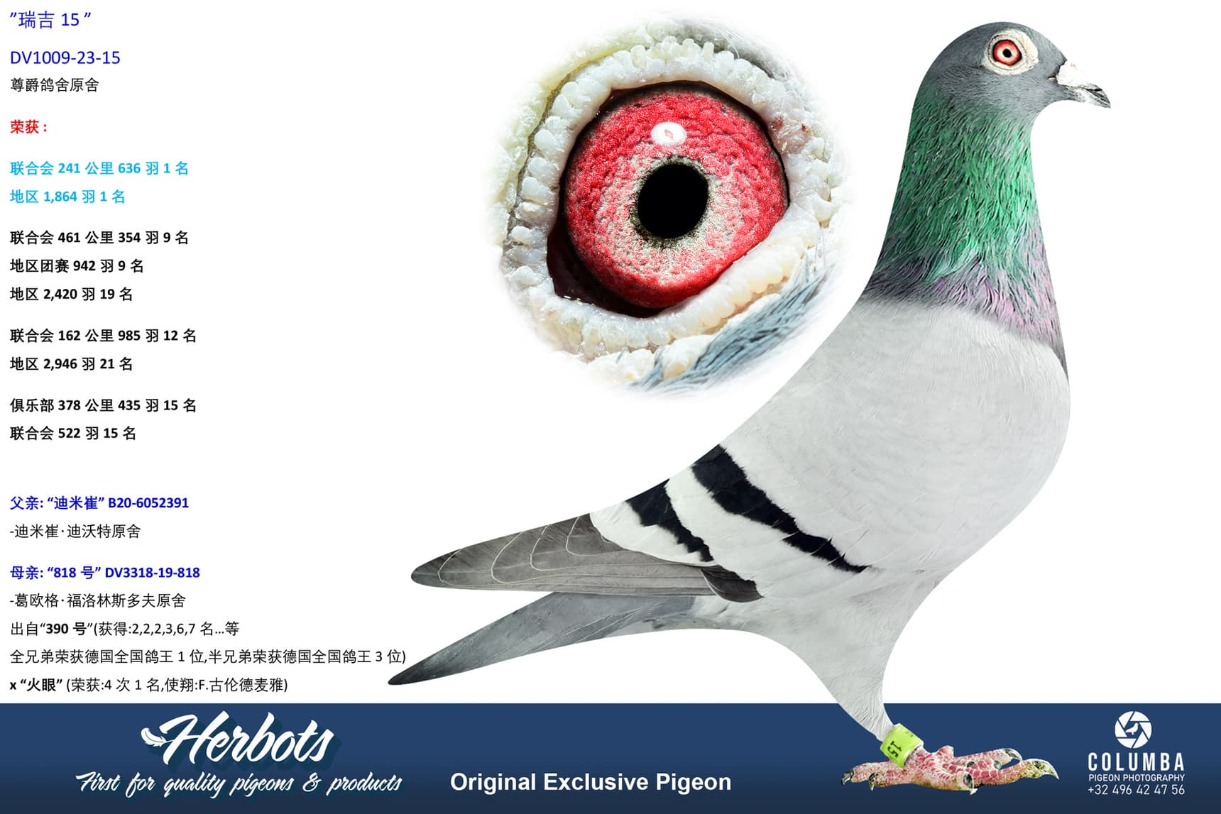 pigeon: undefined
