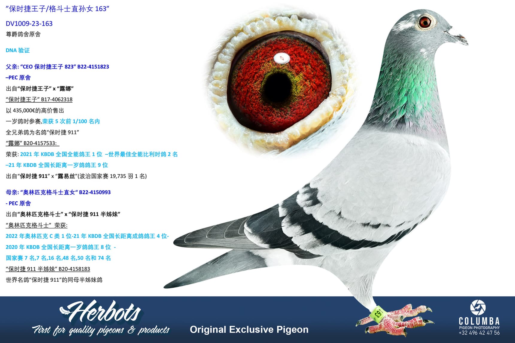 pigeon: undefined
