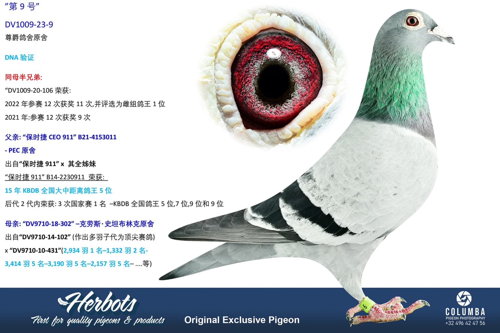 pigeon: undefined