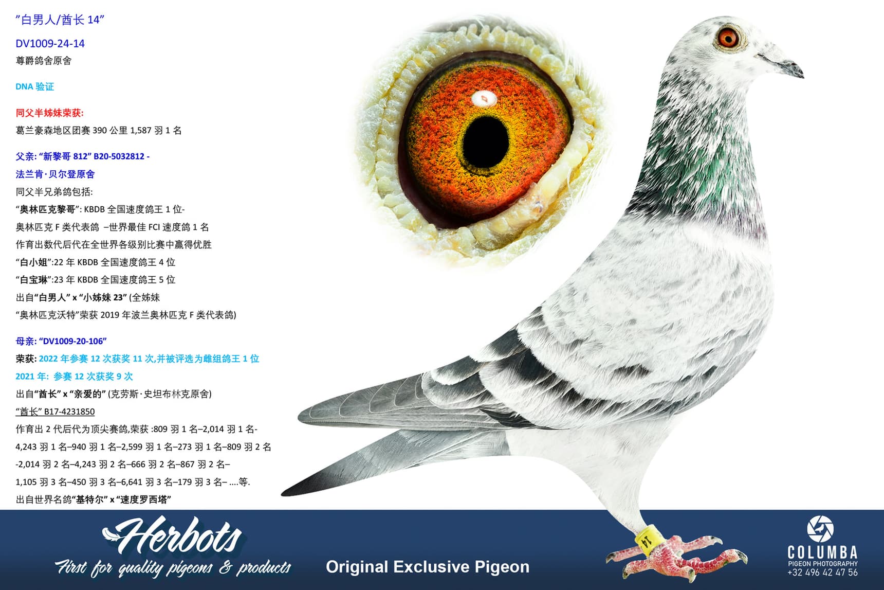 pigeon: undefined