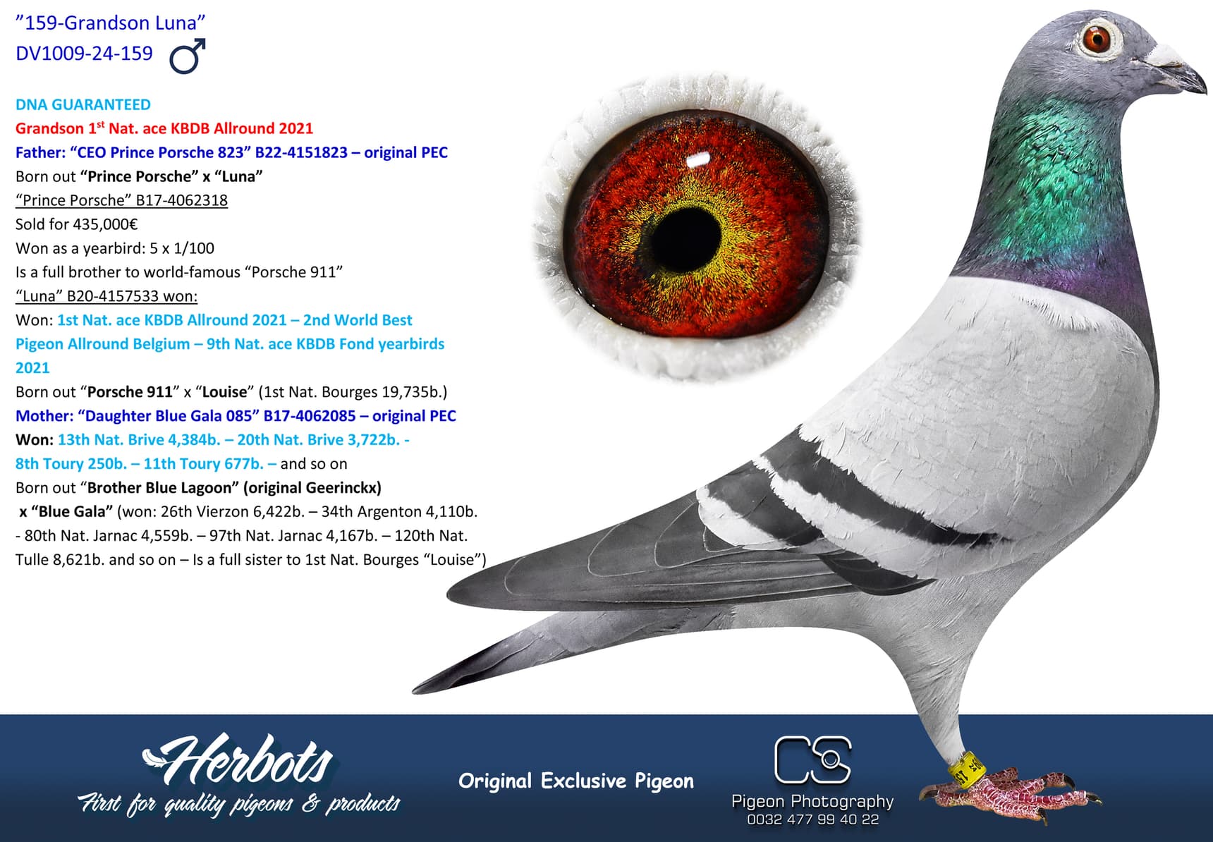 pigeon: undefined