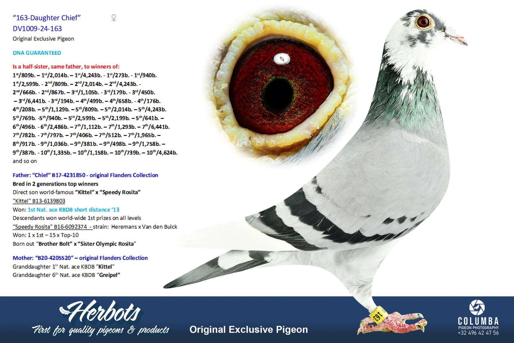 pigeon: undefined