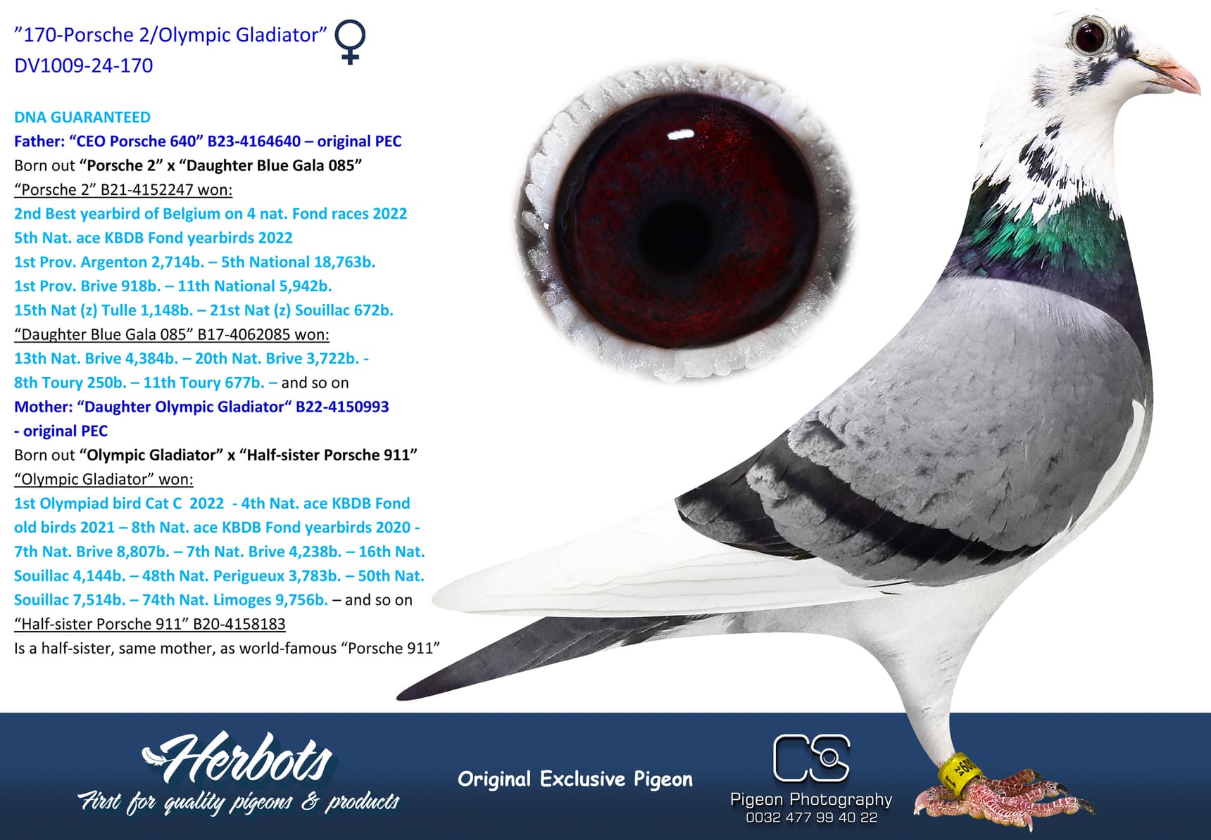 pigeon: undefined