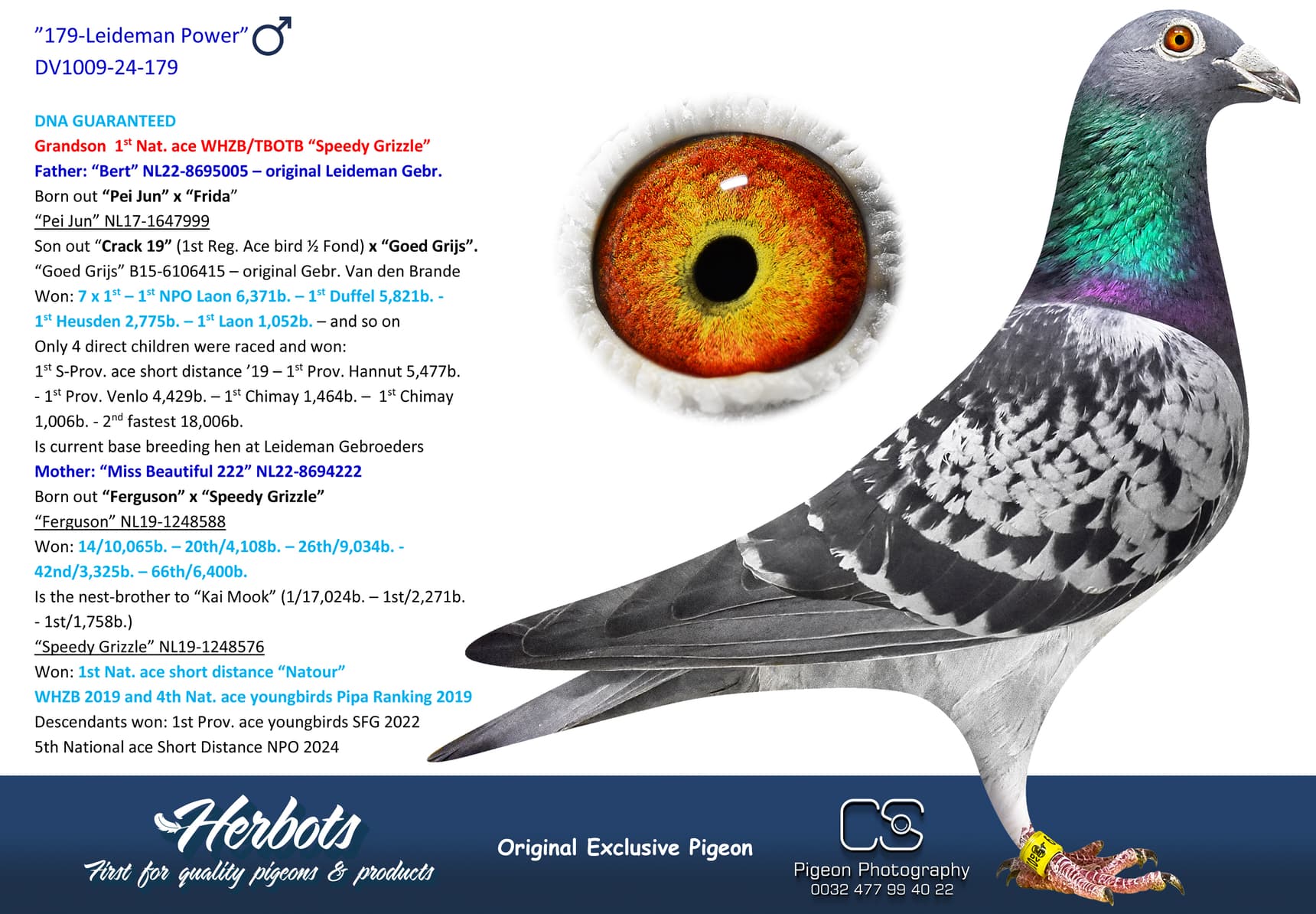 pigeon: undefined