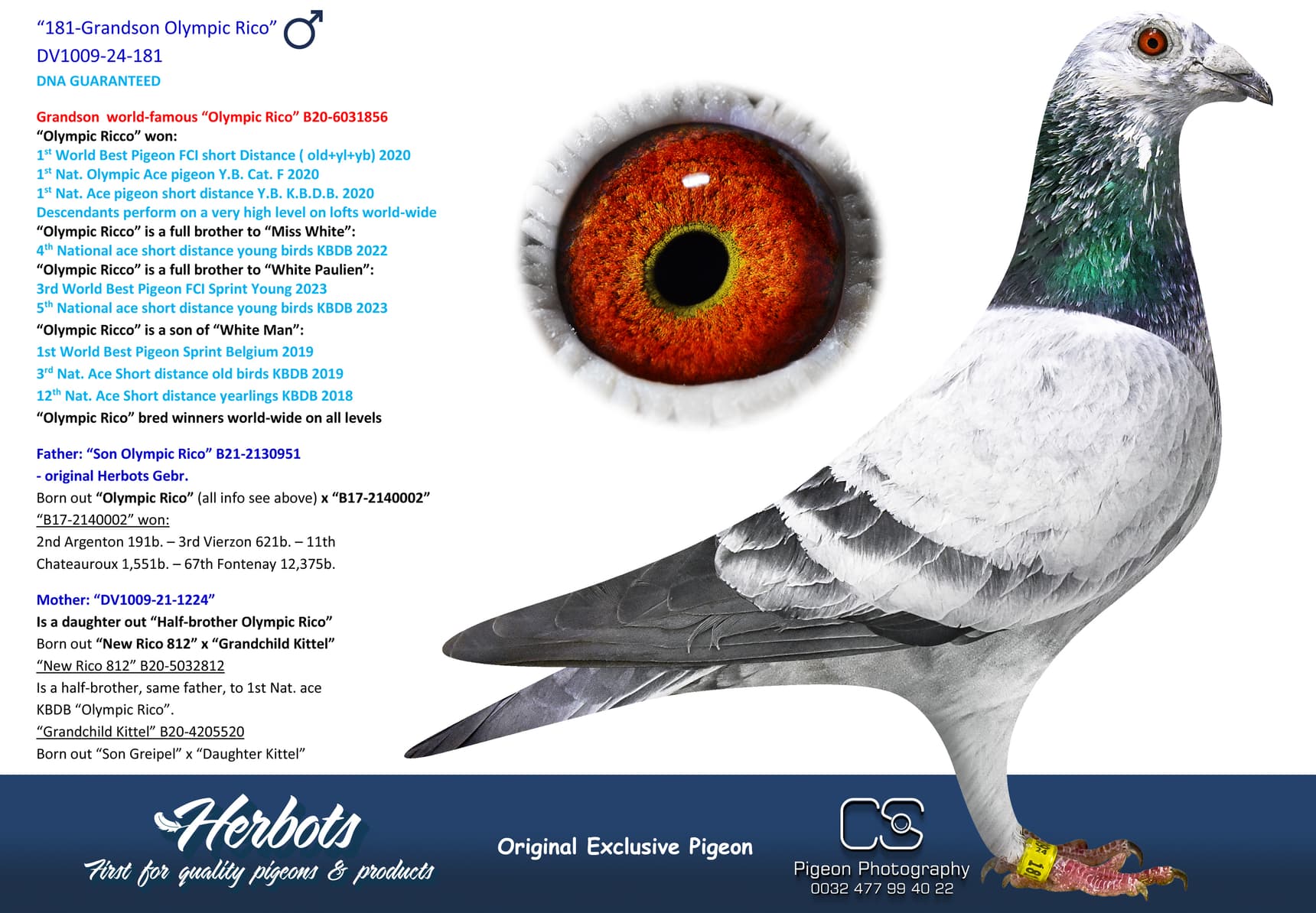 pigeon: undefined