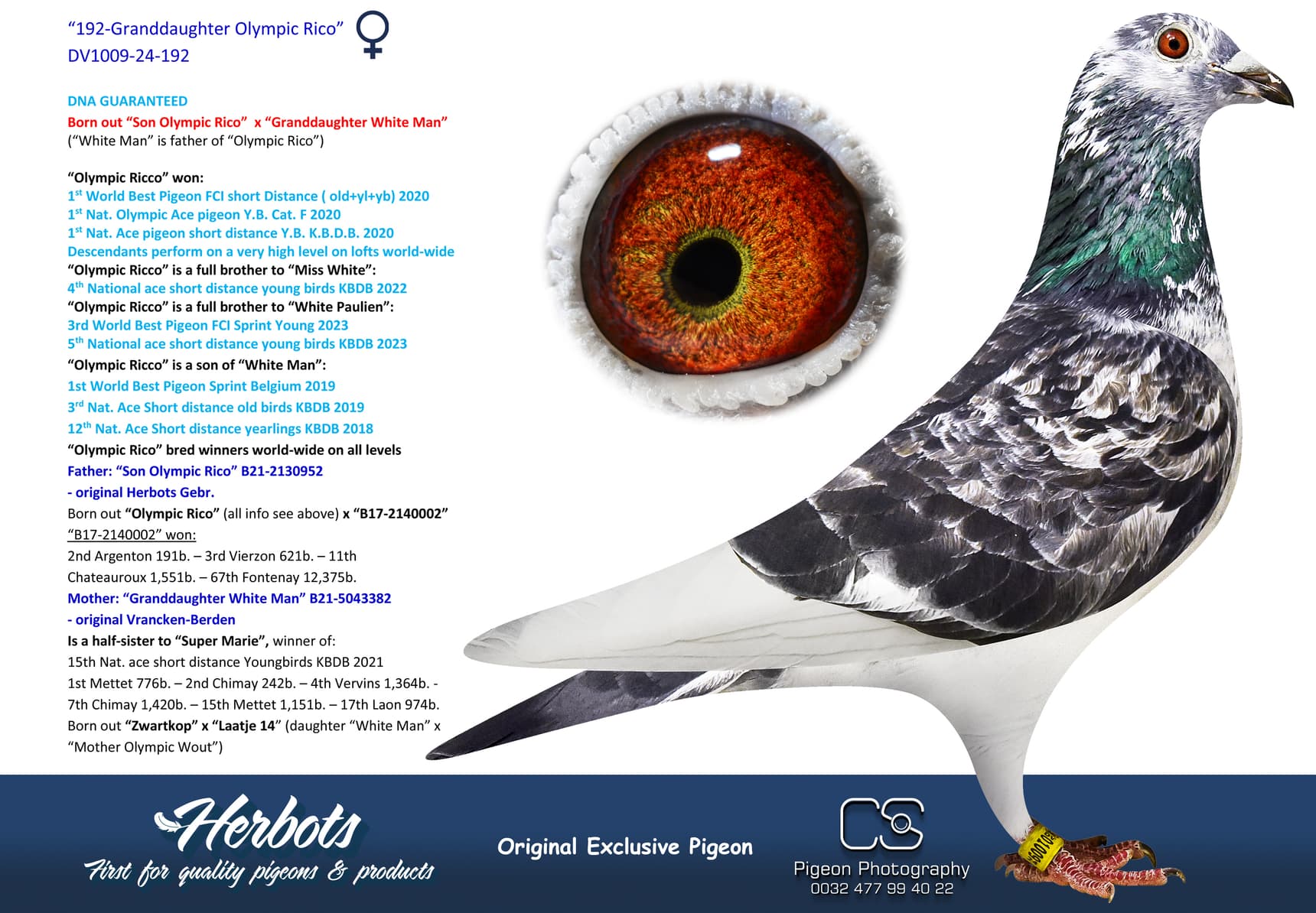 pigeon: undefined