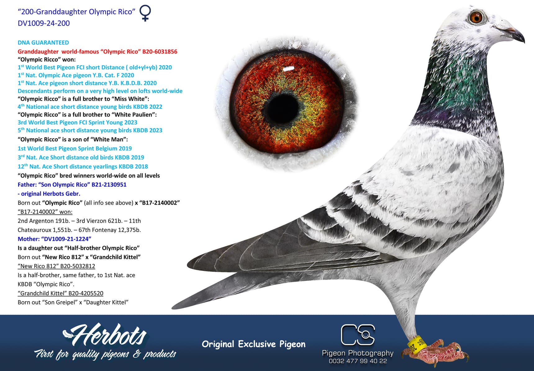 pigeon: undefined