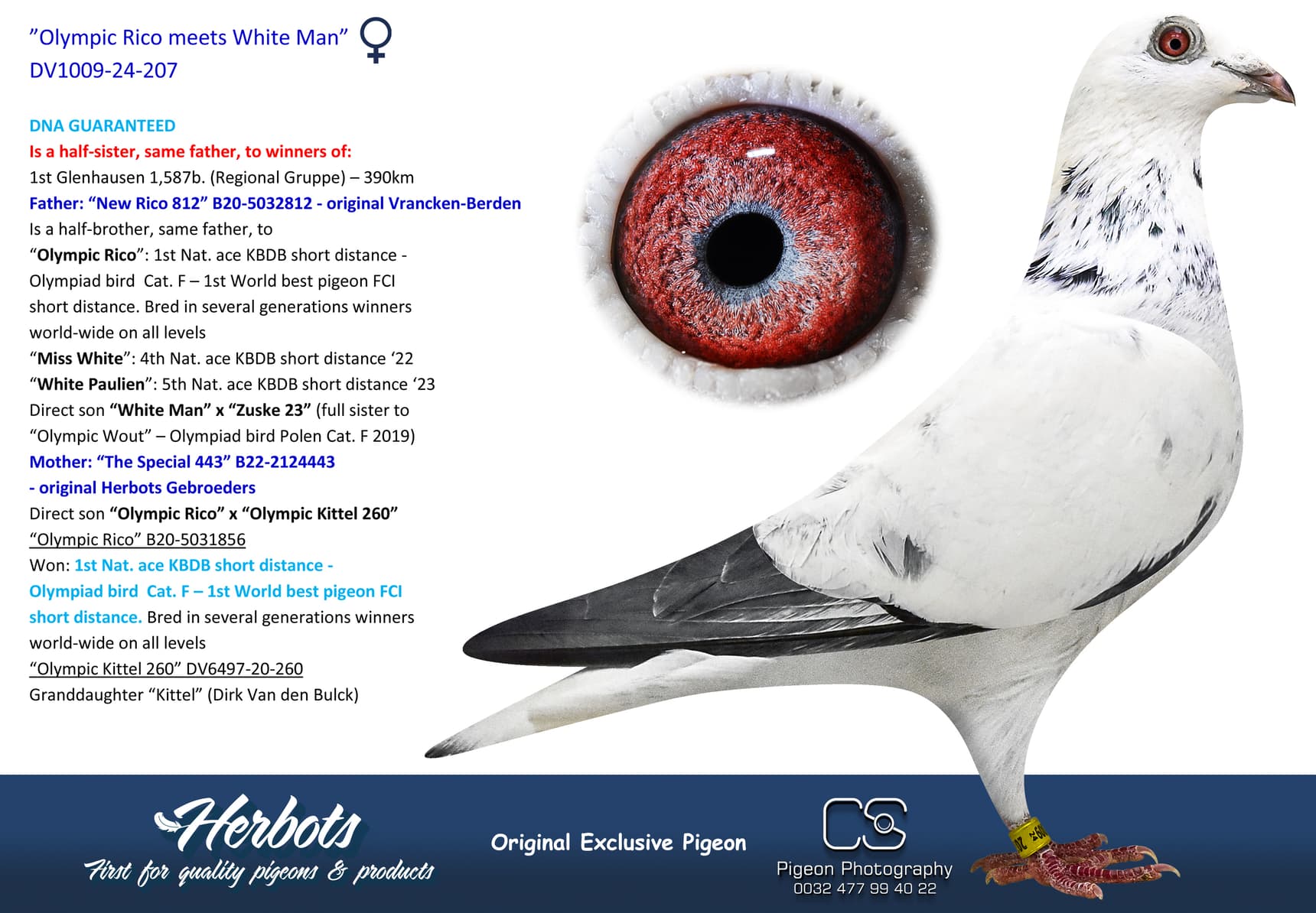 pigeon: undefined