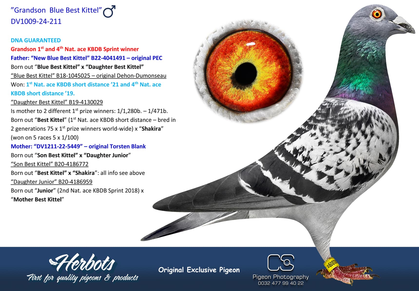 pigeon: undefined