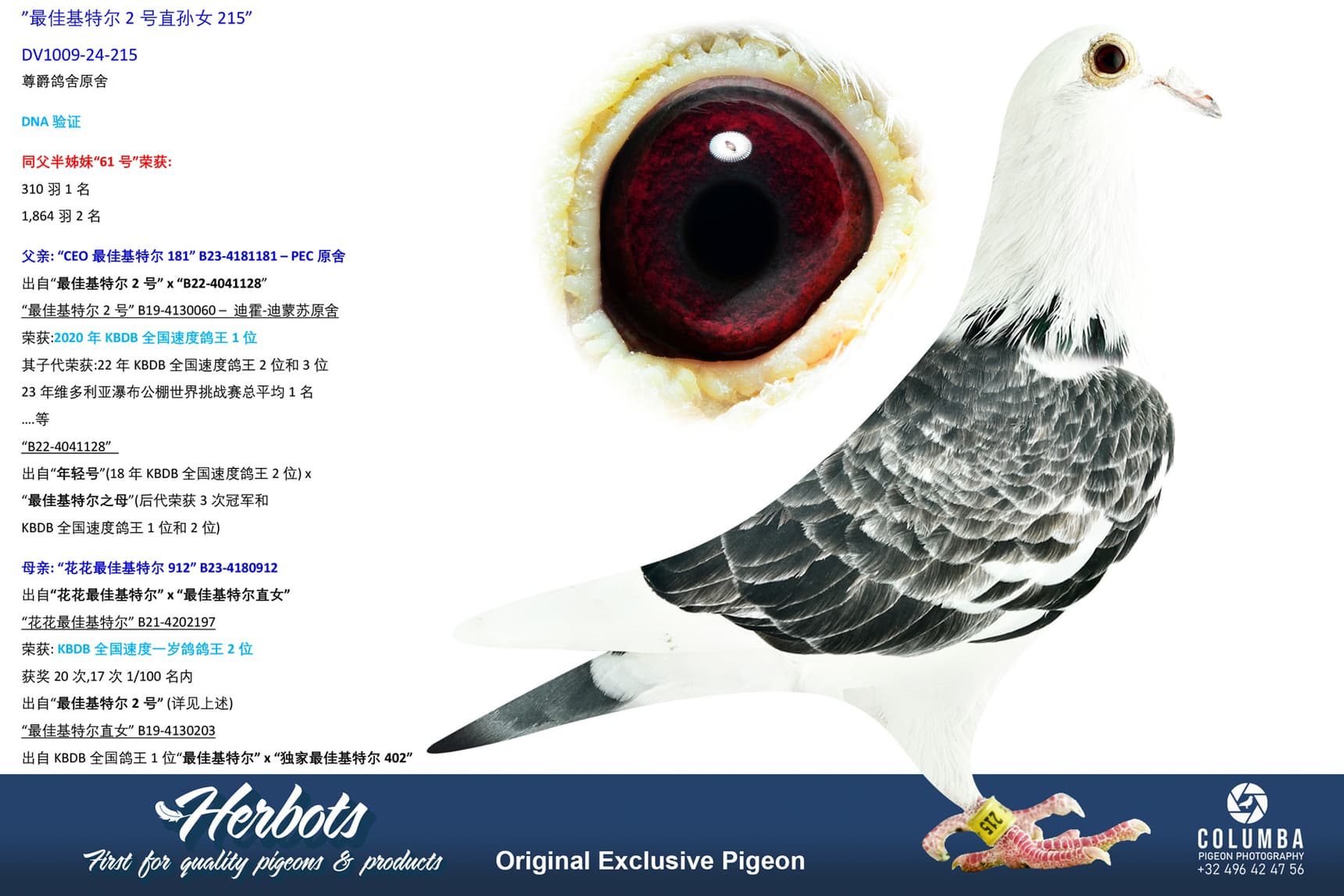 pigeon: undefined