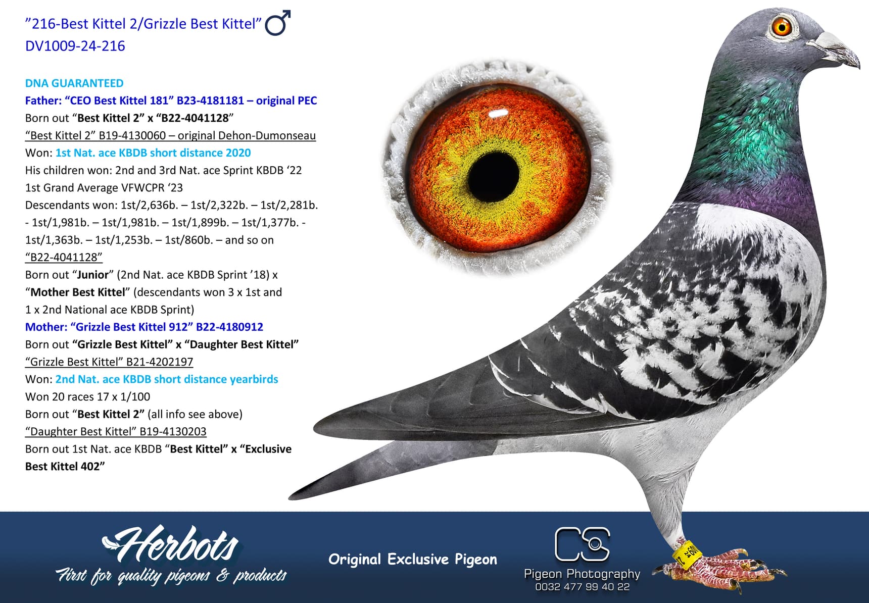 pigeon: undefined