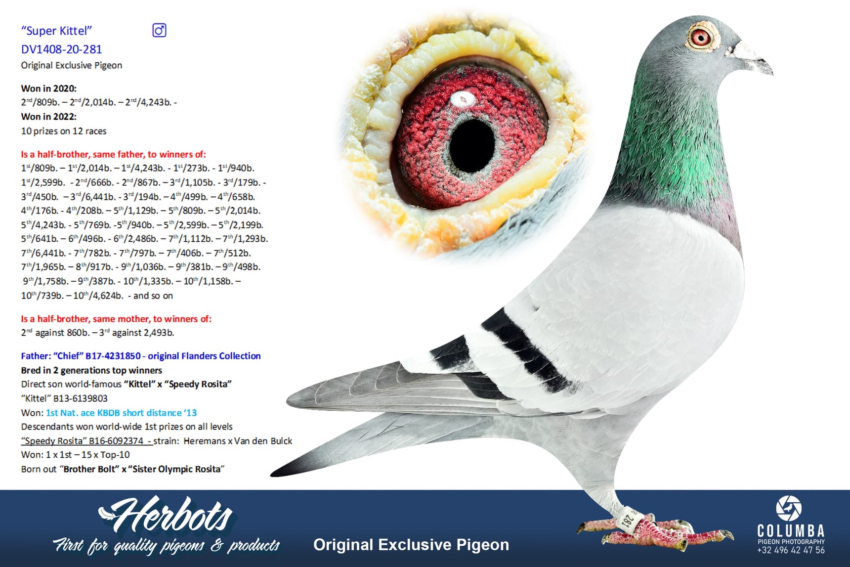 pigeon: undefined