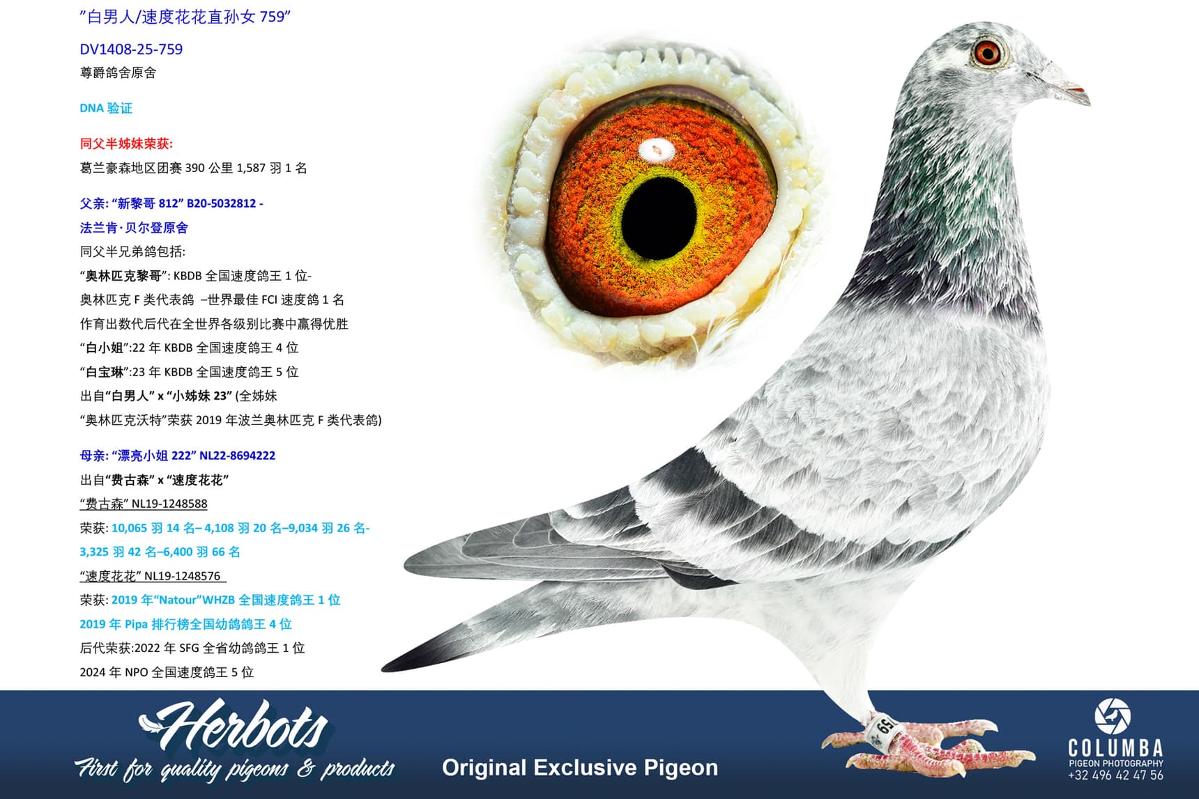 pigeon: undefined