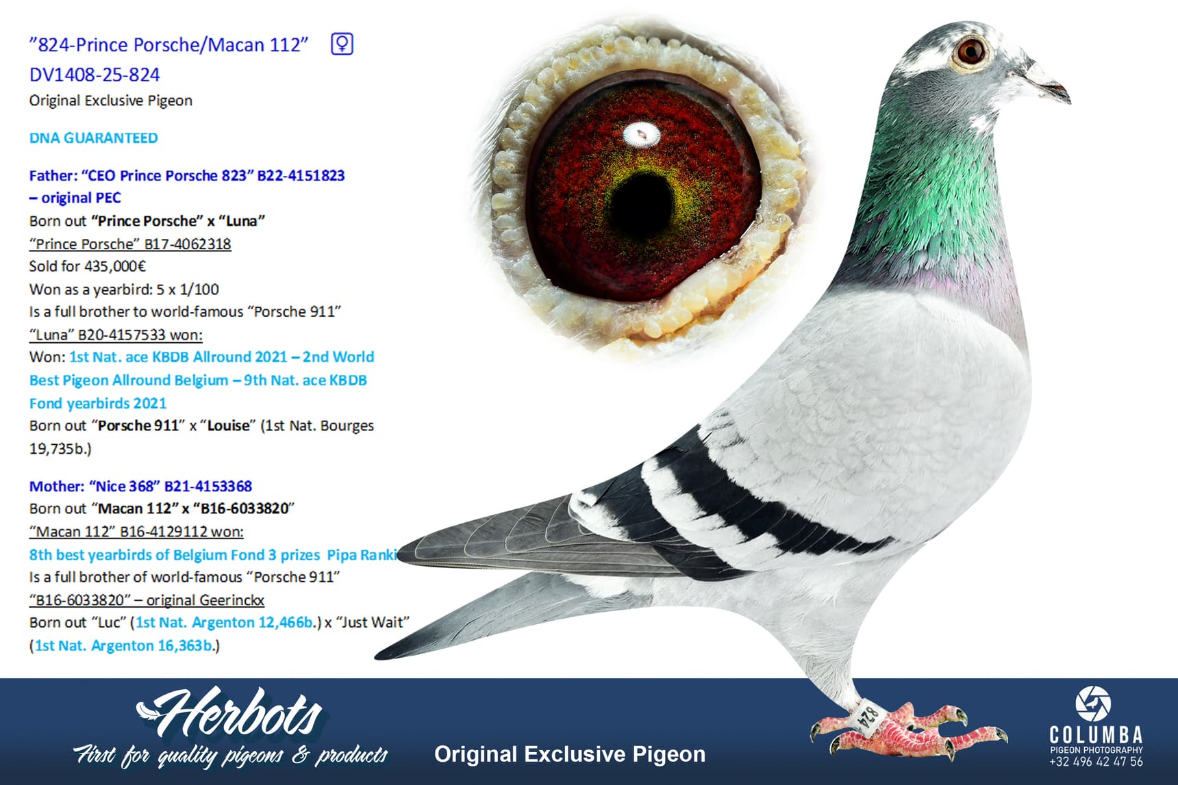 pigeon: undefined