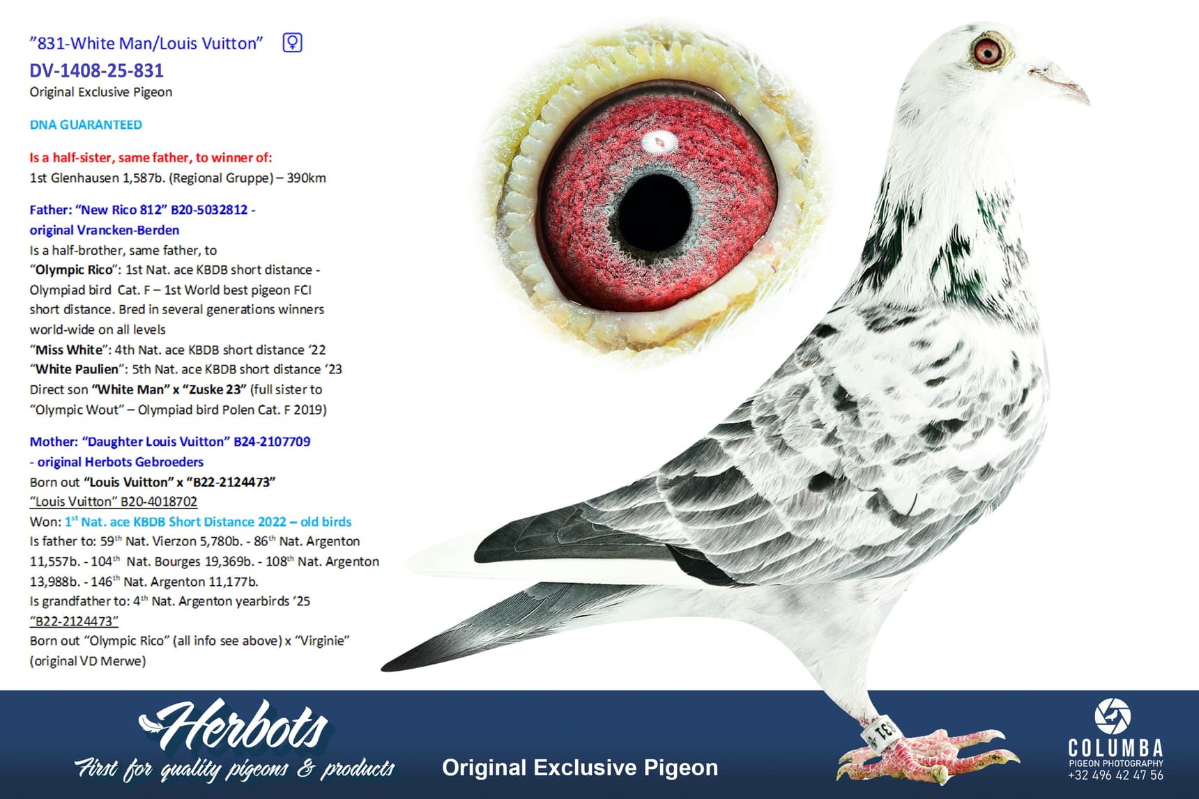 pigeon: undefined
