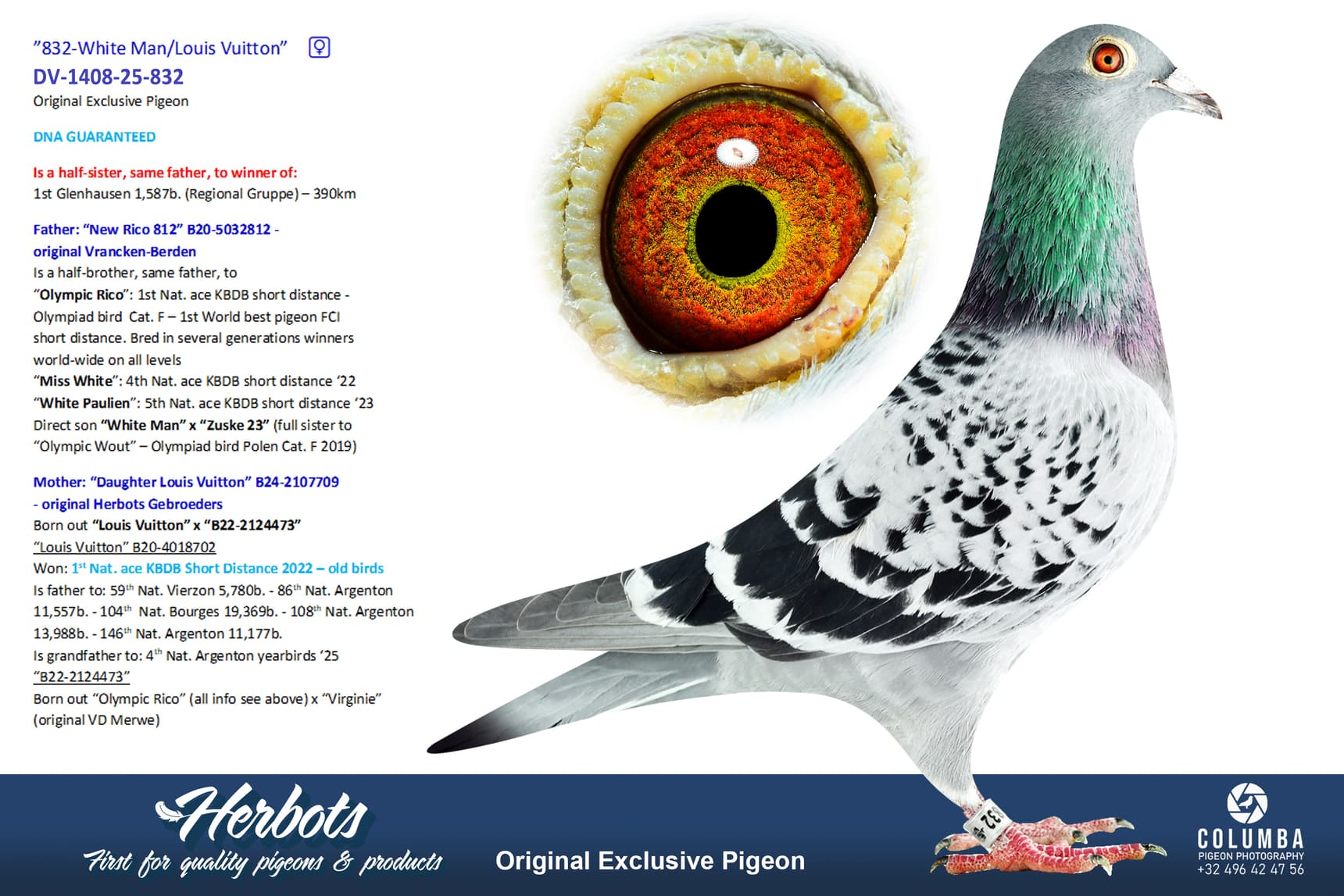 pigeon: undefined