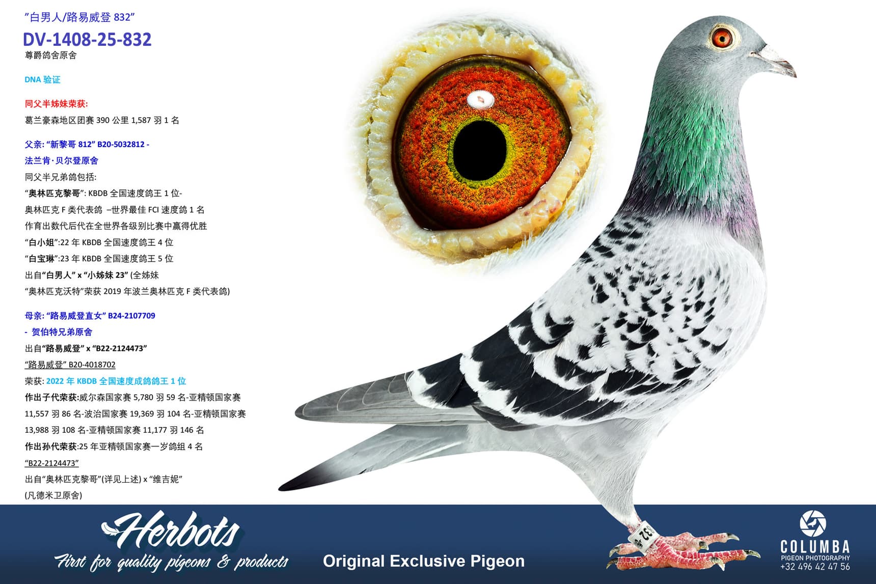pigeon: undefined