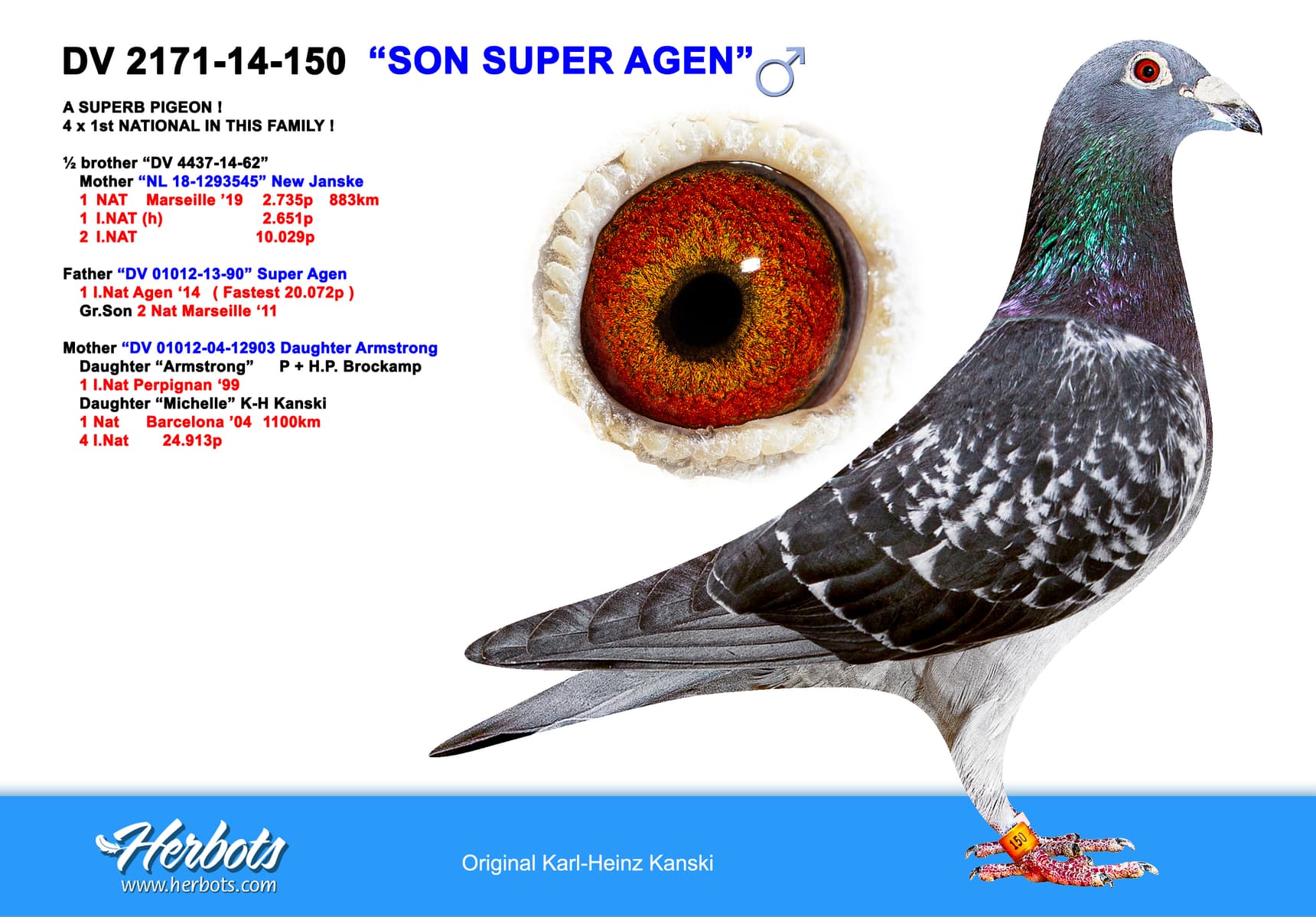 pigeon: undefined