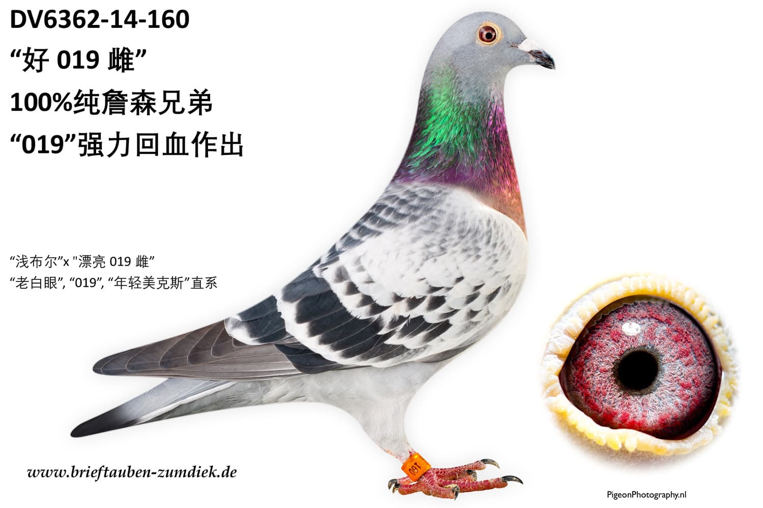 pigeon: undefined