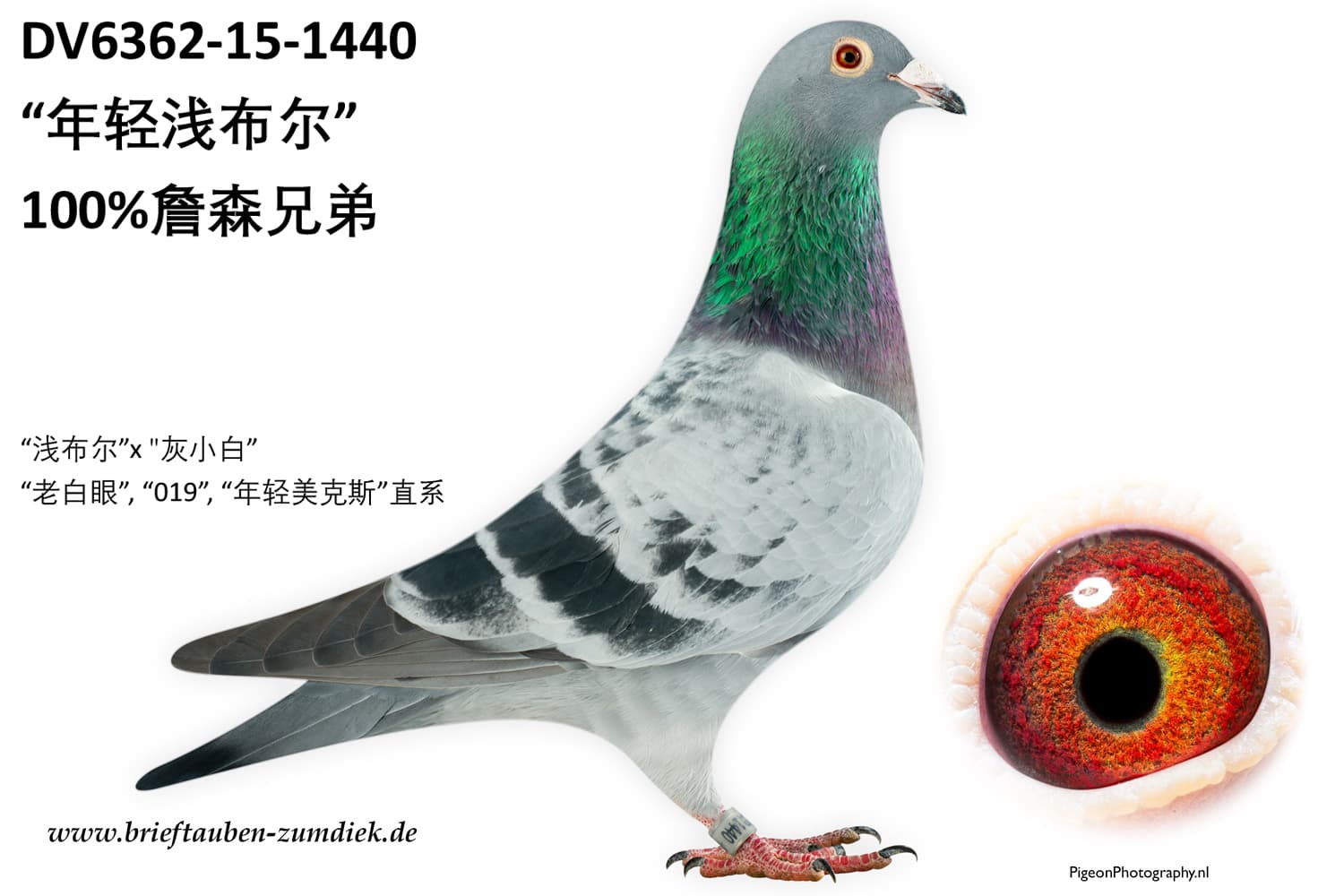 pigeon: undefined