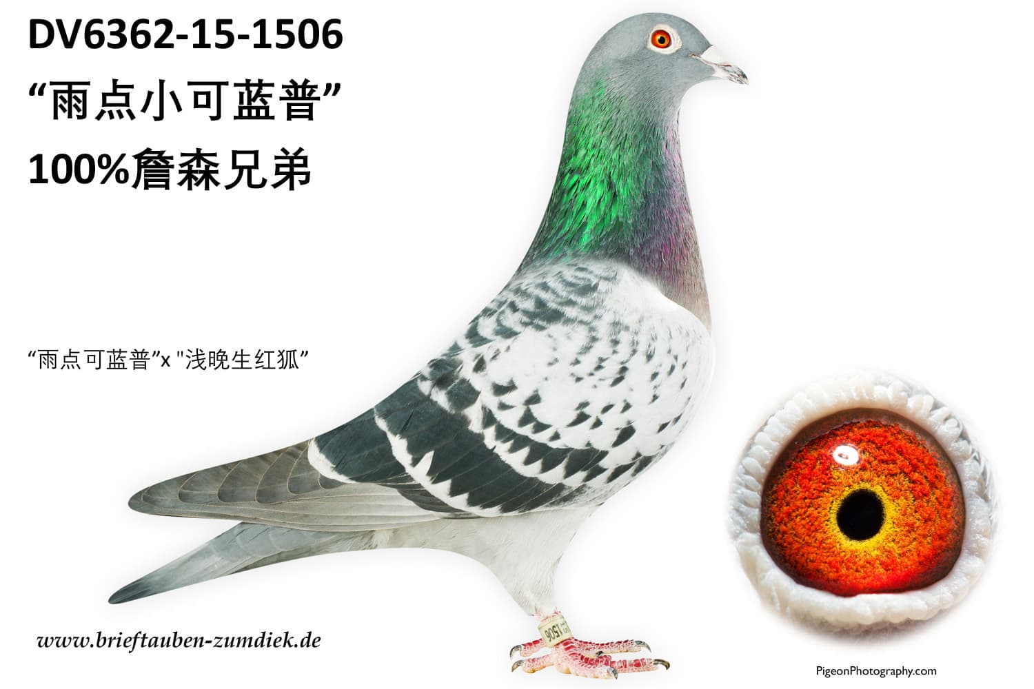 pigeon: undefined