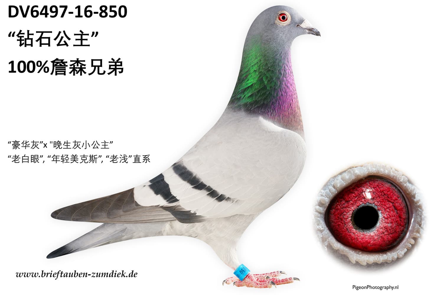 pigeon: undefined