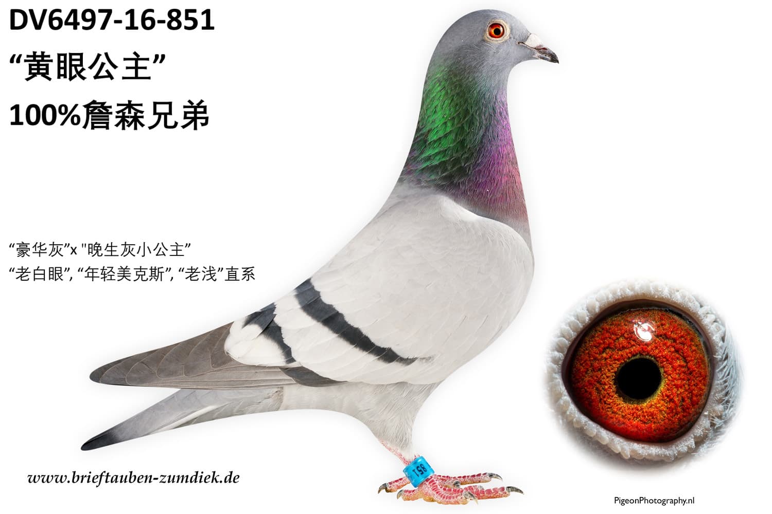 pigeon: undefined
