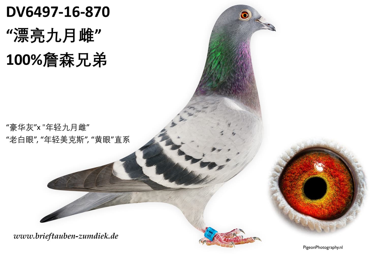pigeon: undefined