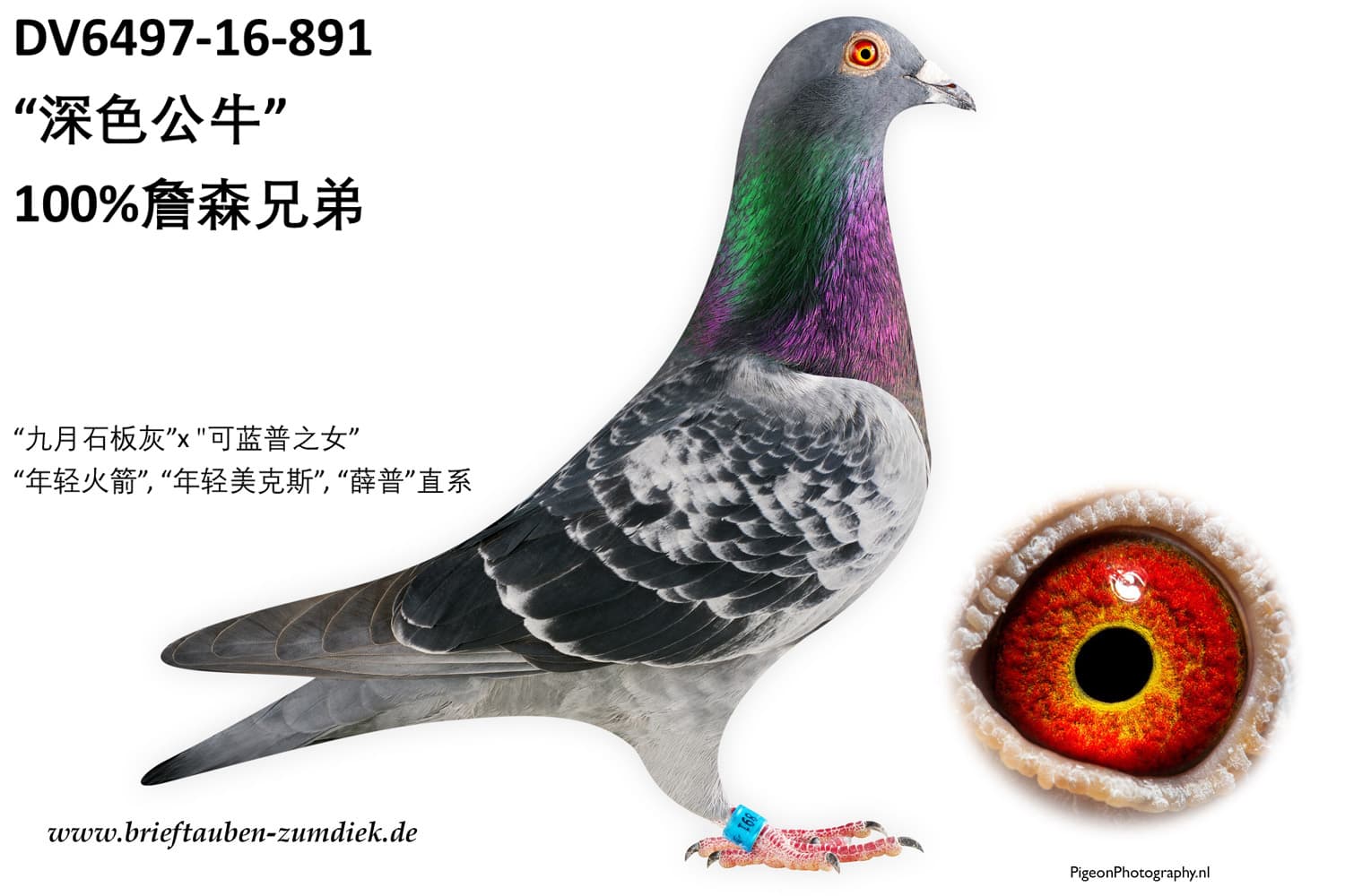 pigeon: undefined