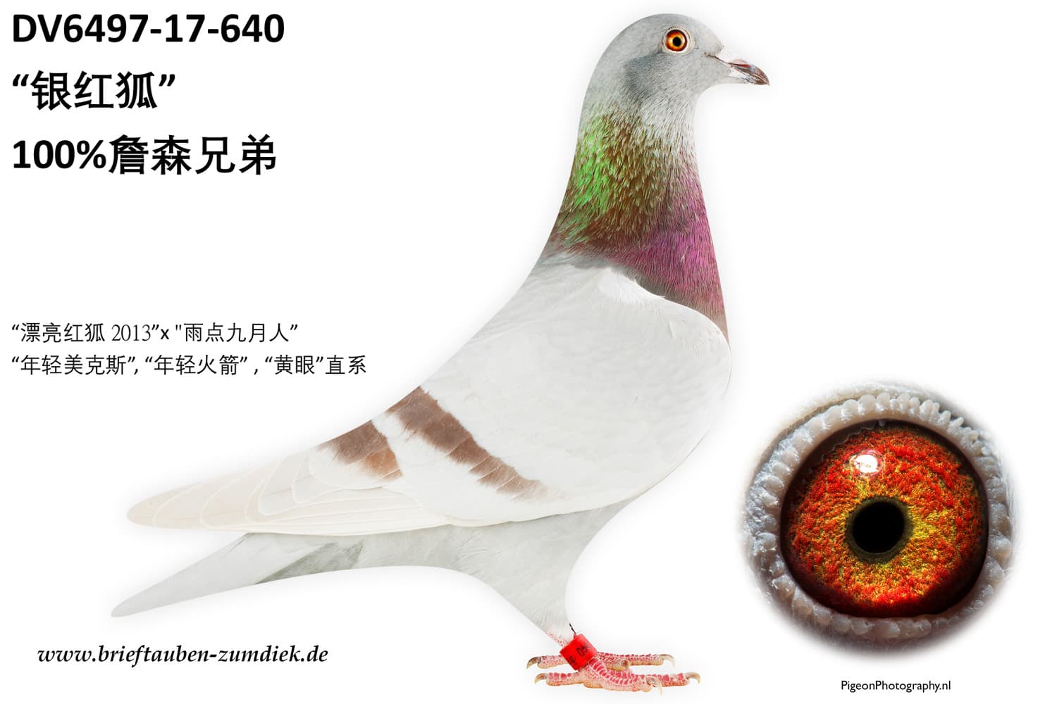 pigeon: undefined