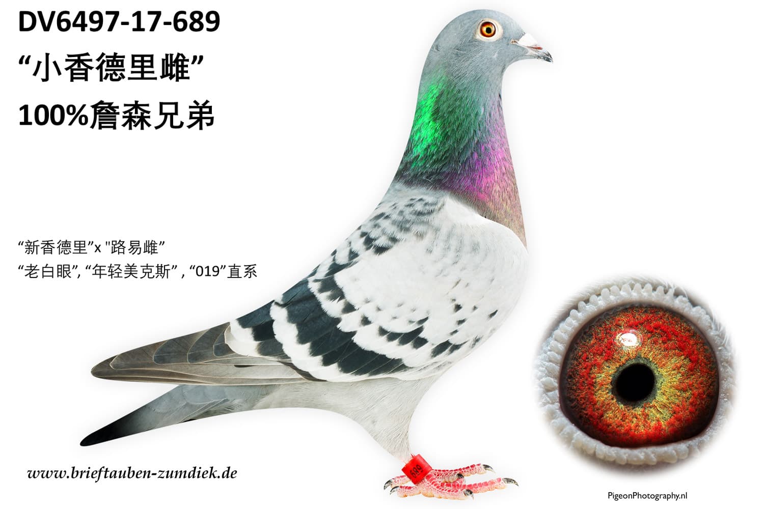 pigeon: undefined