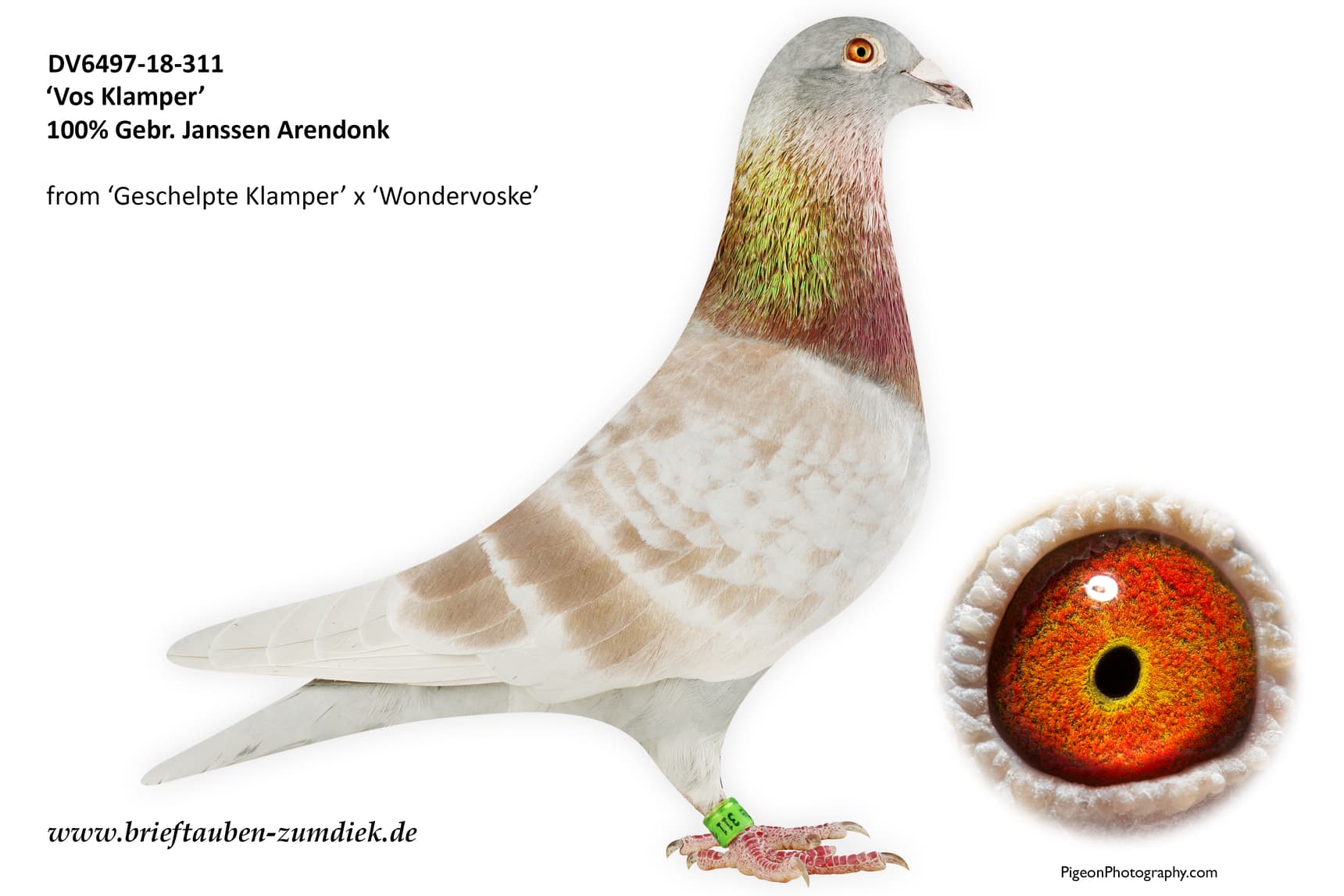 pigeon: undefined