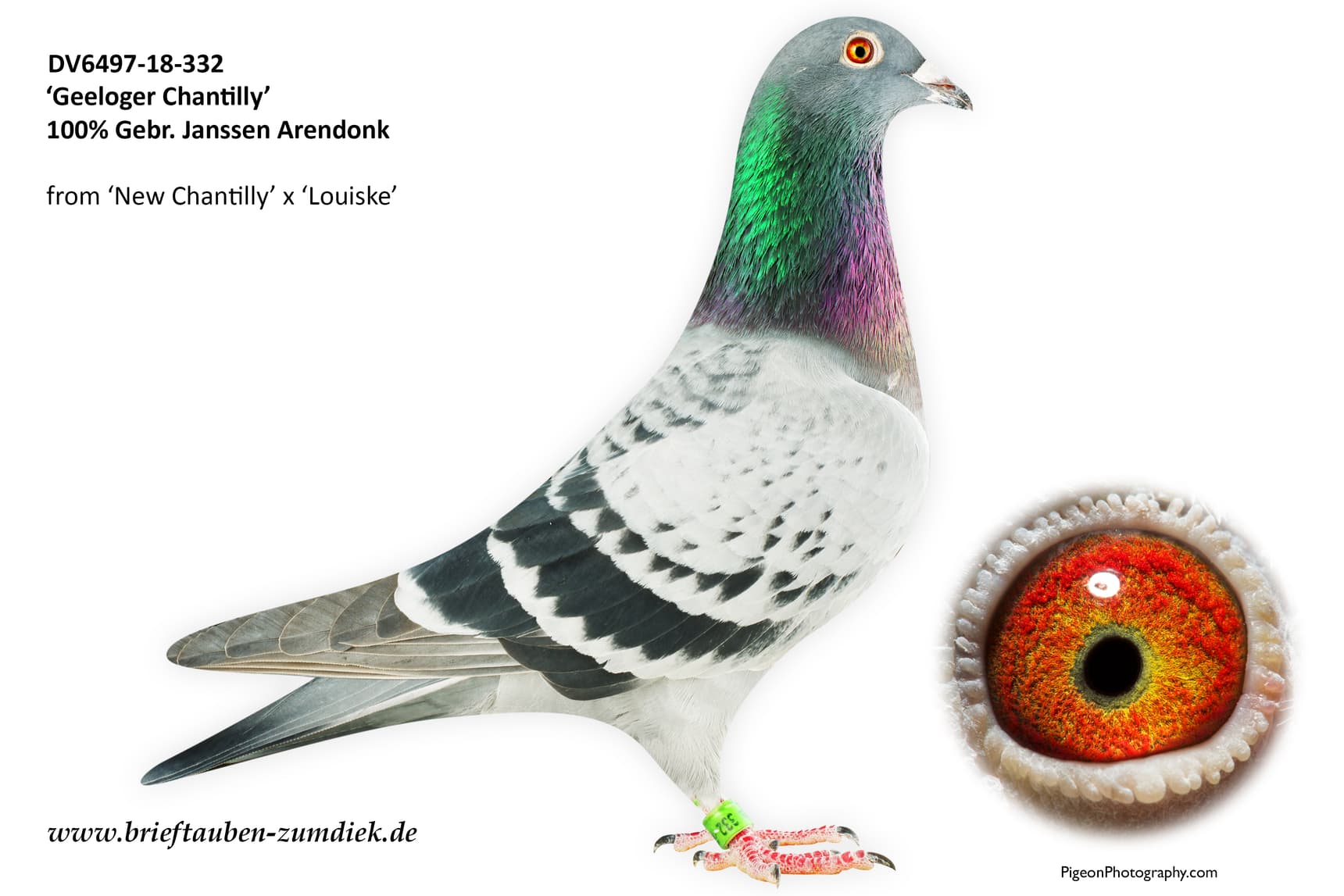 pigeon: undefined