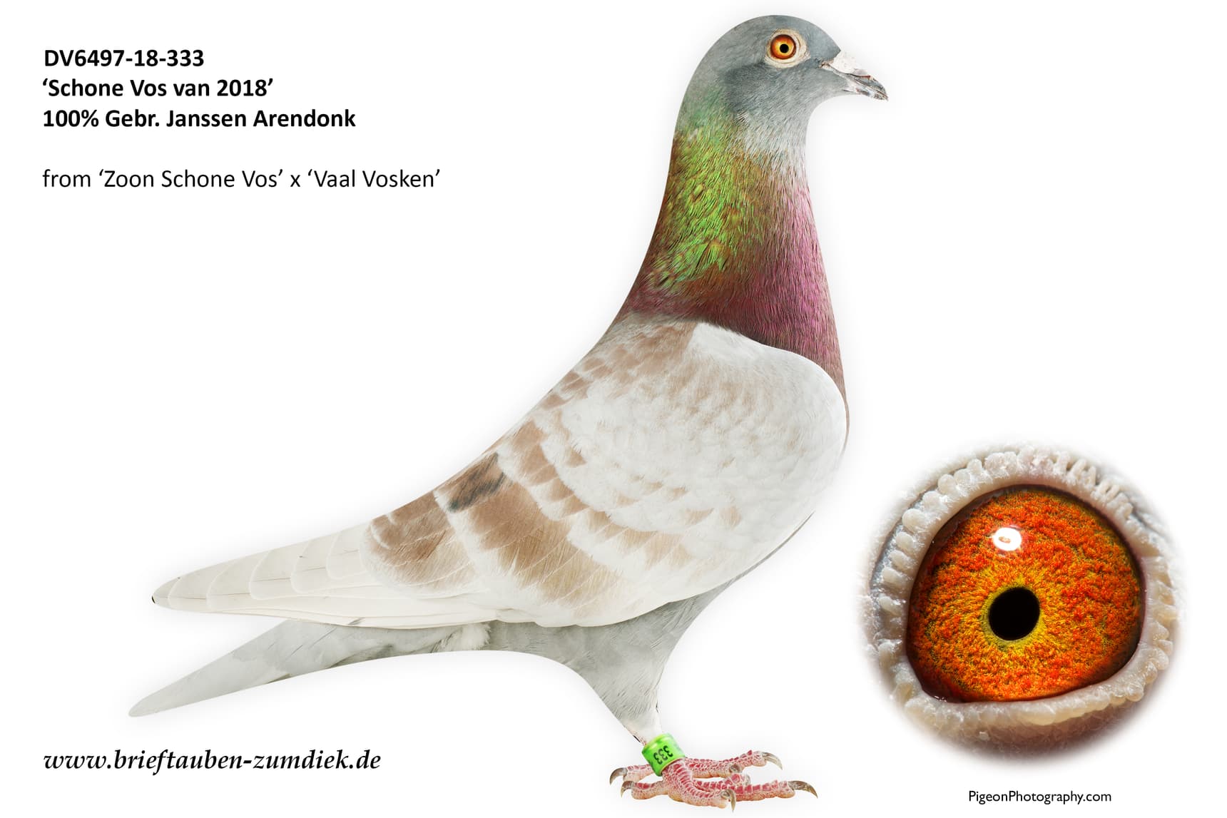pigeon: undefined