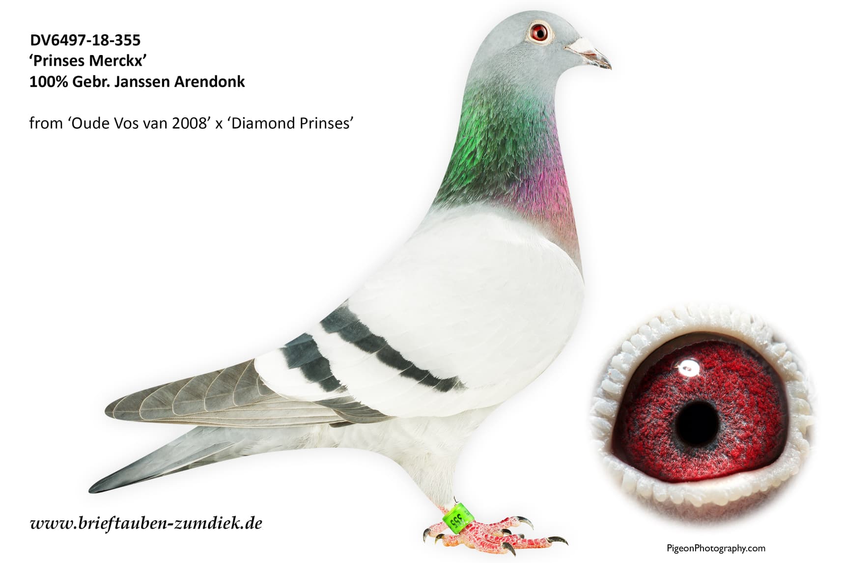 pigeon: undefined