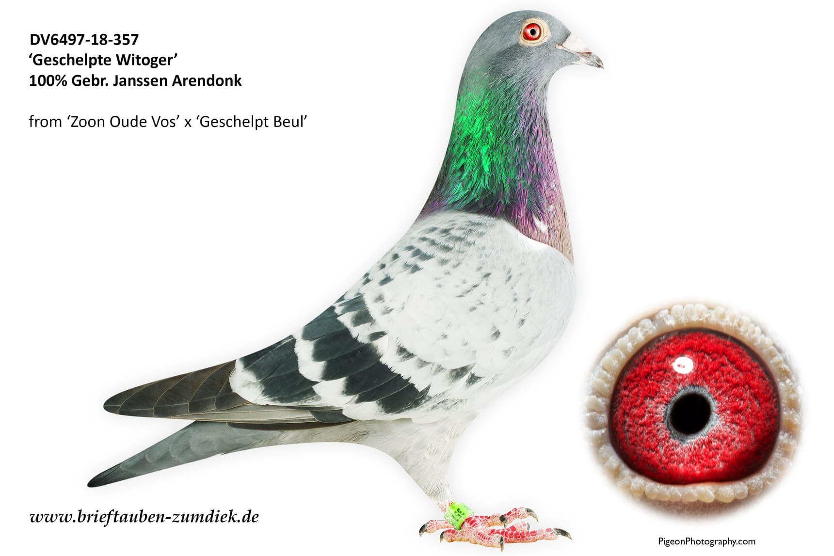 pigeon: undefined