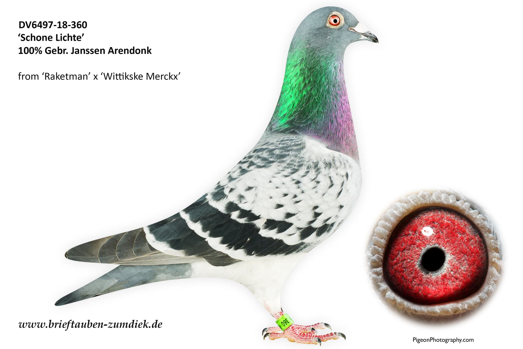 pigeon: undefined