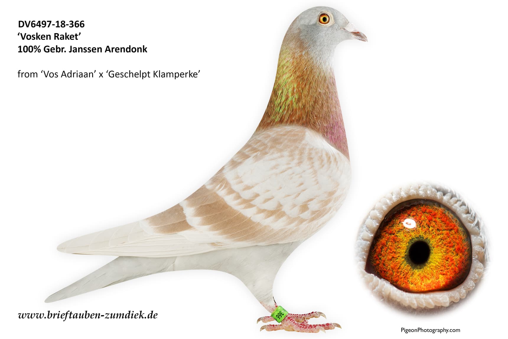 pigeon: undefined