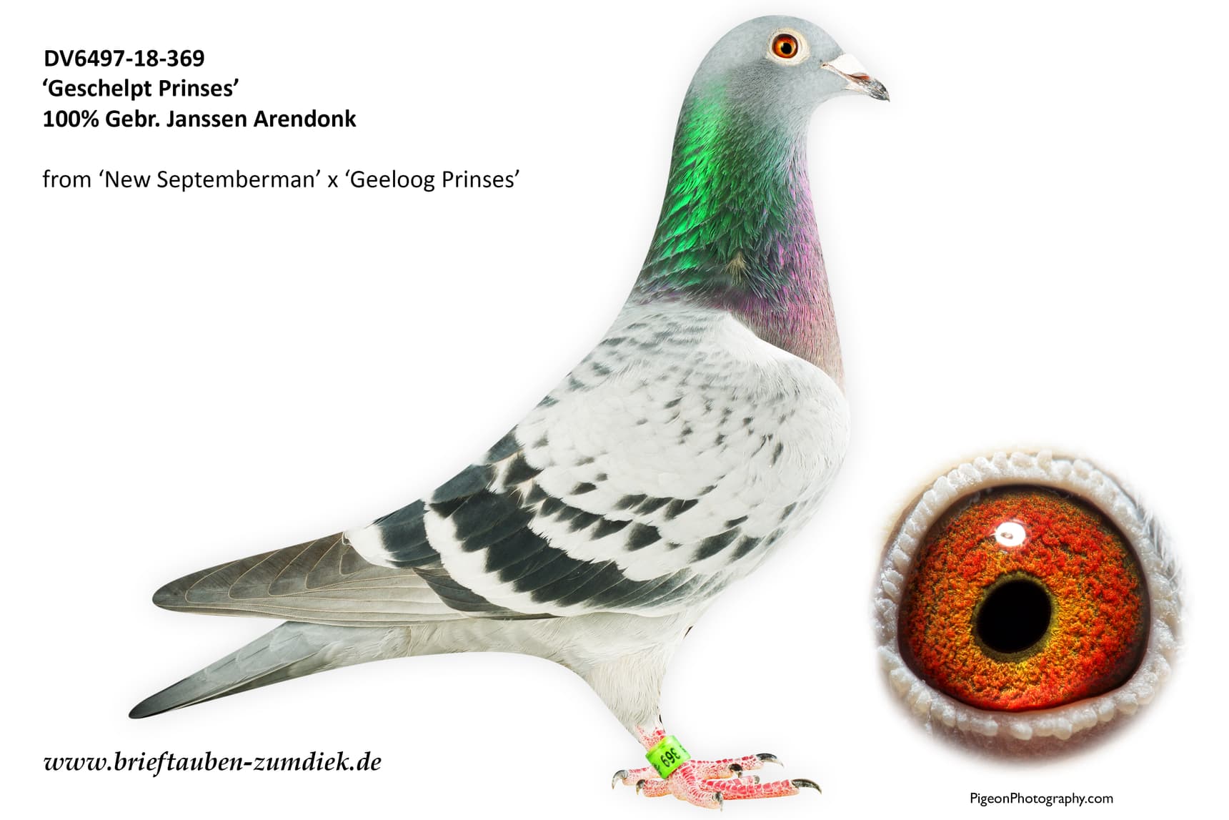 pigeon: undefined