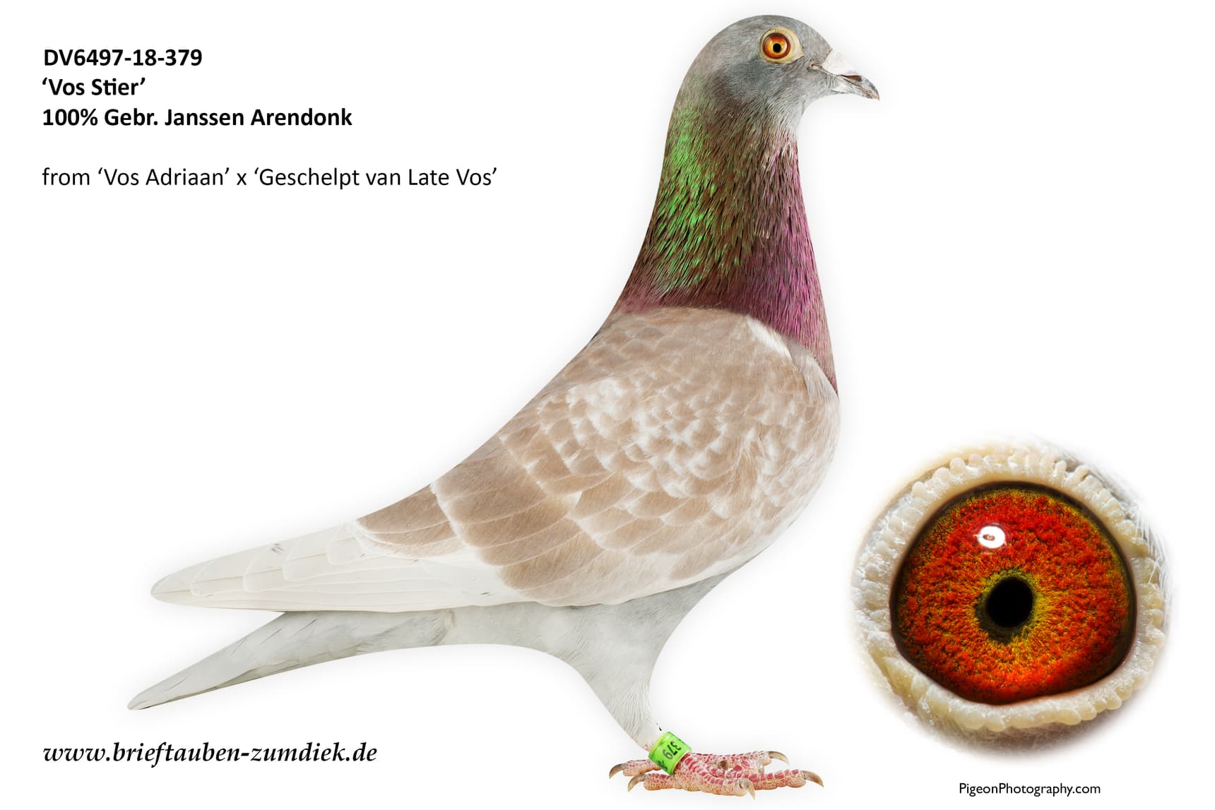 pigeon: undefined