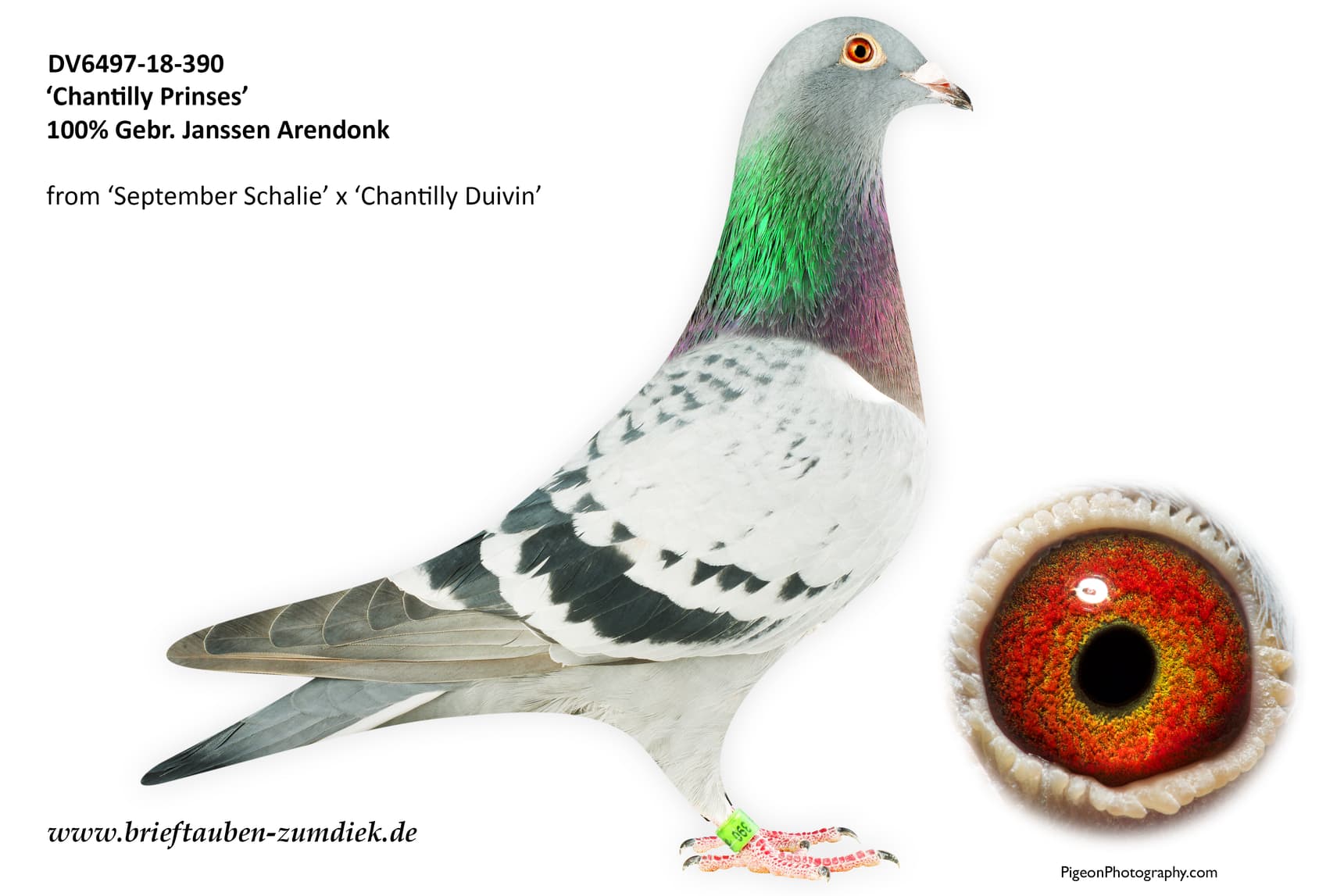 pigeon: undefined