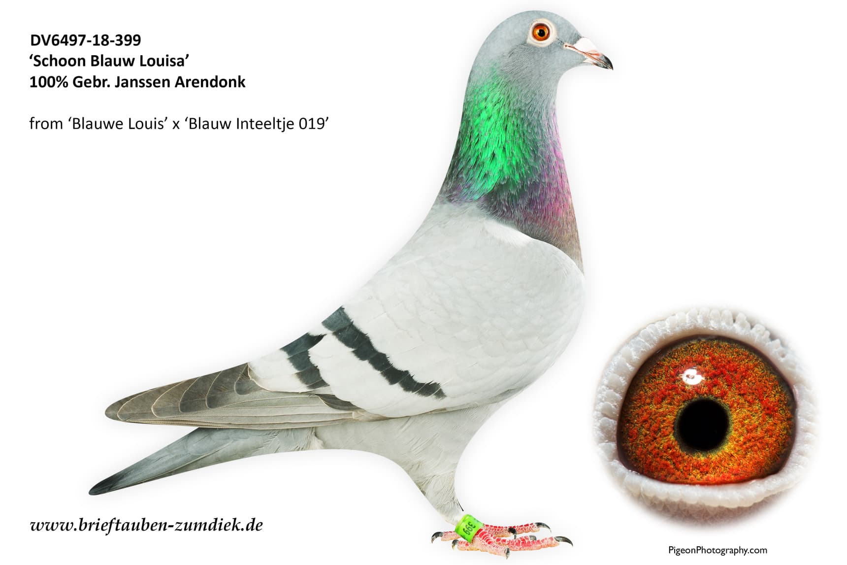 pigeon: undefined