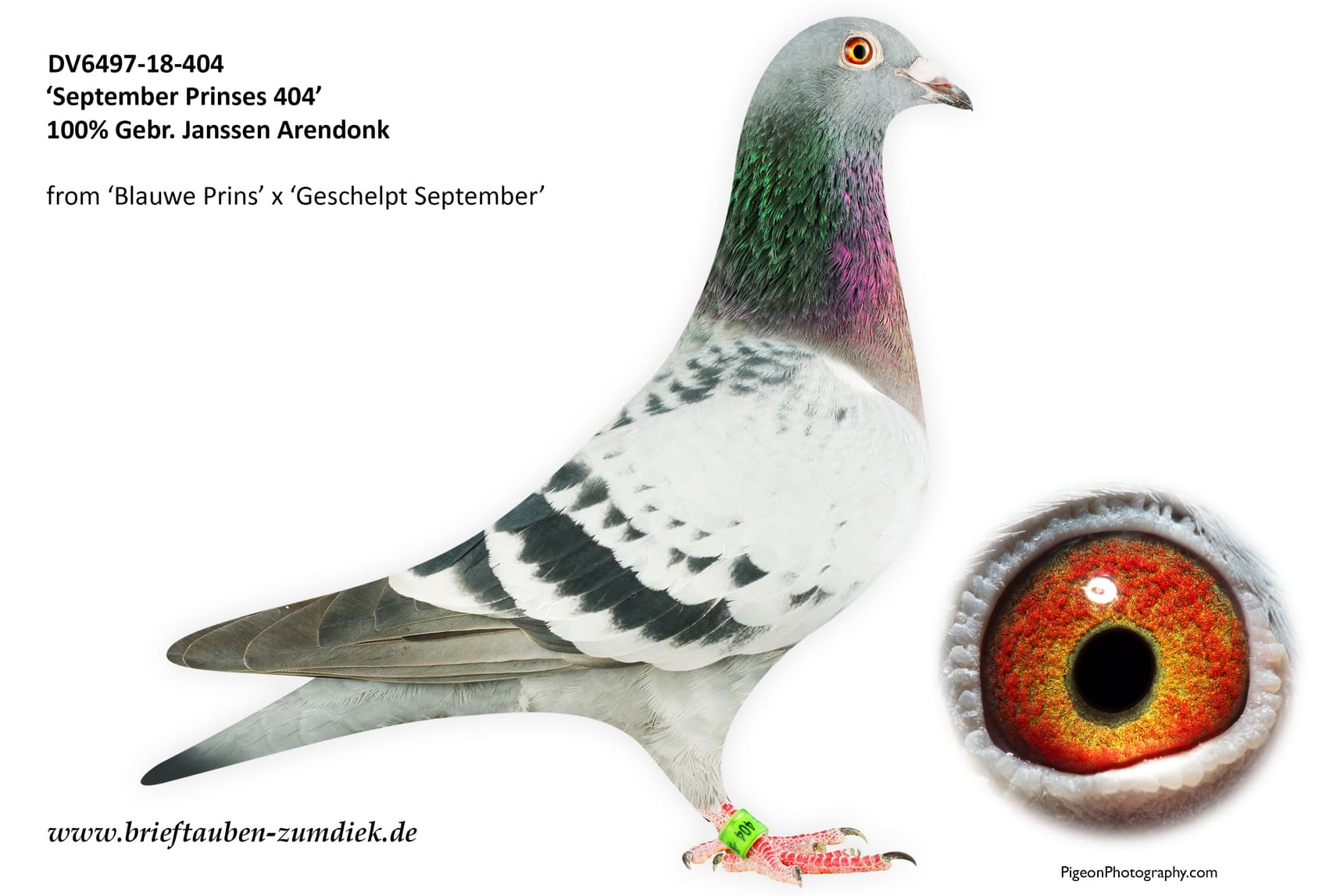 pigeon: undefined