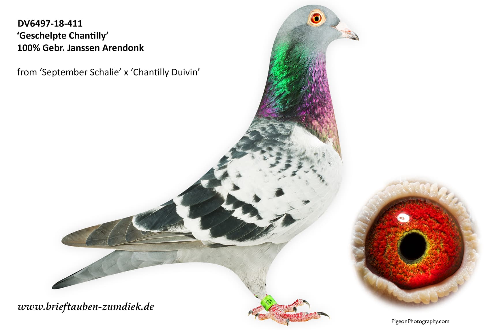pigeon: undefined